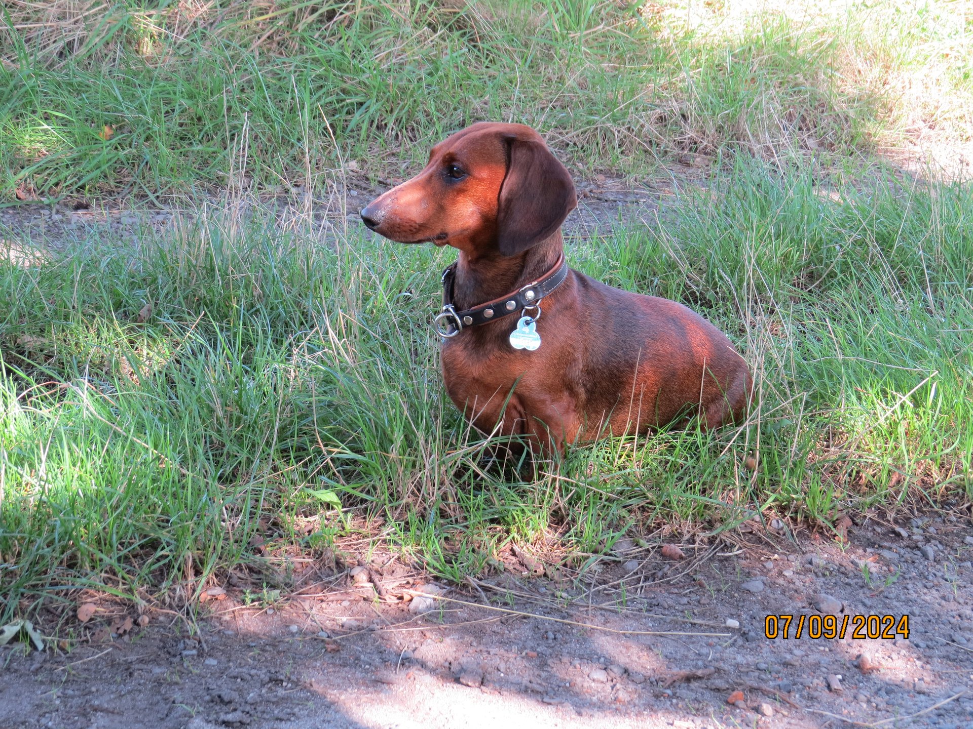Bild von Hund 116