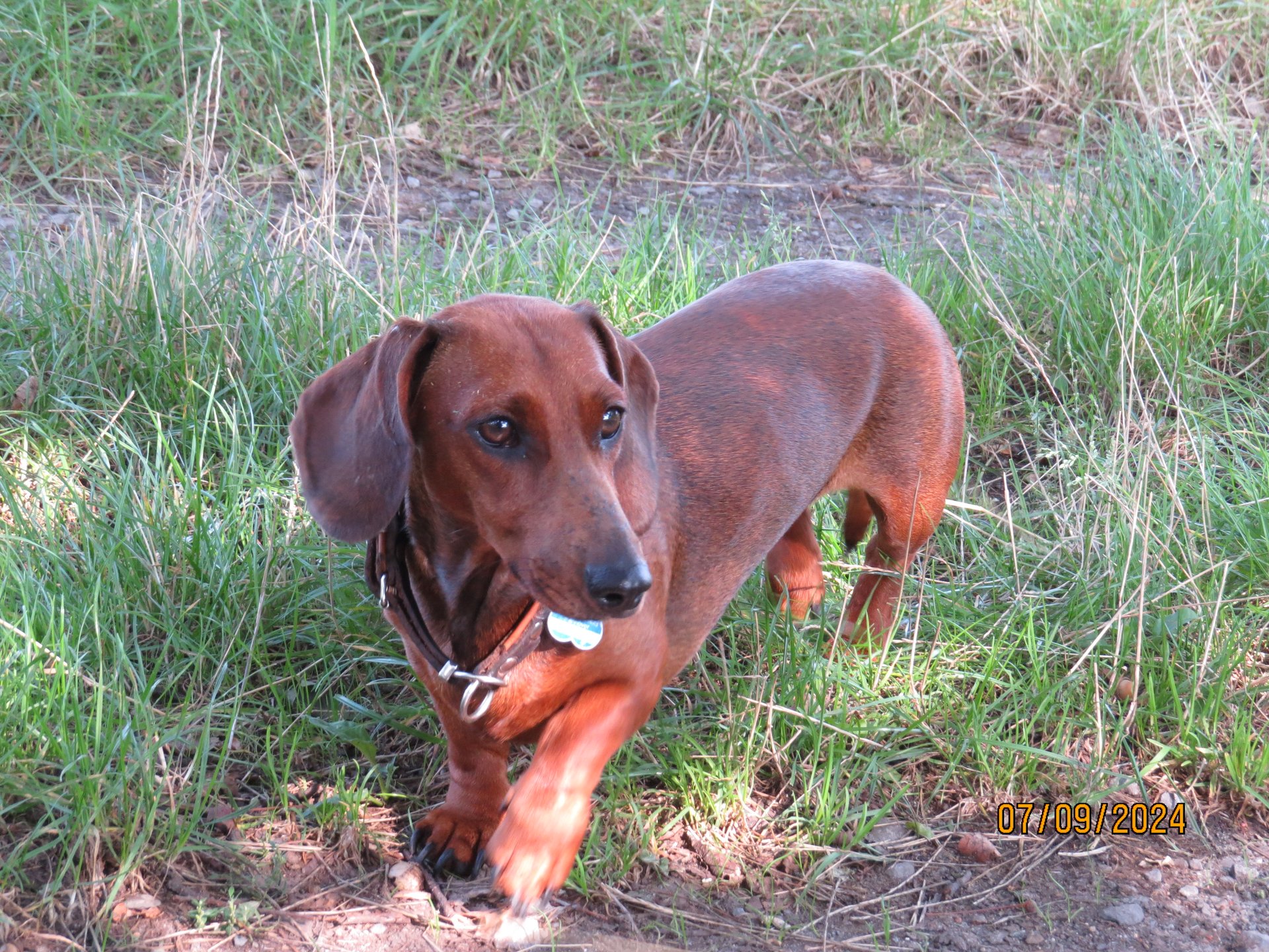 Bild von Hund 83