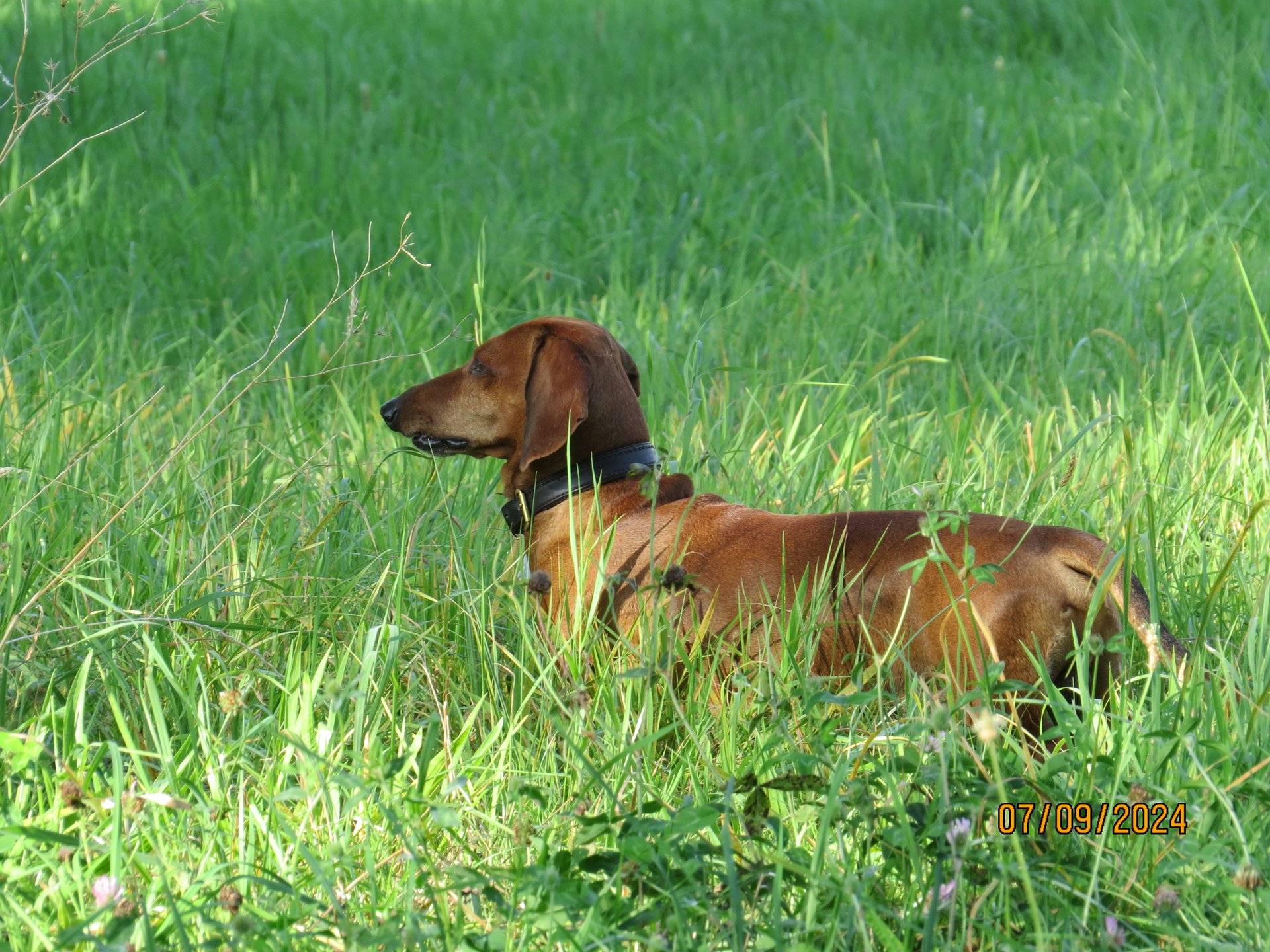 Bild von Hund 64