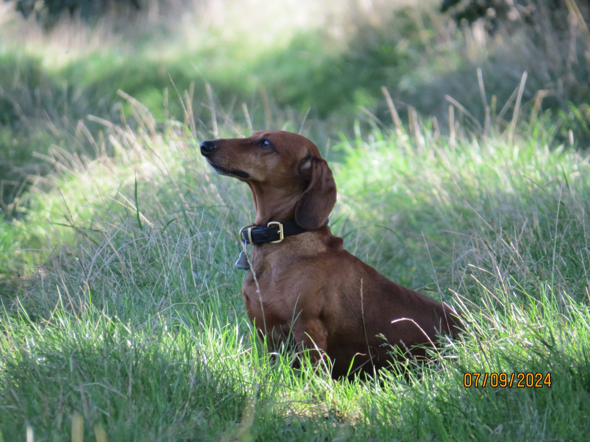 Bild von Hund 66