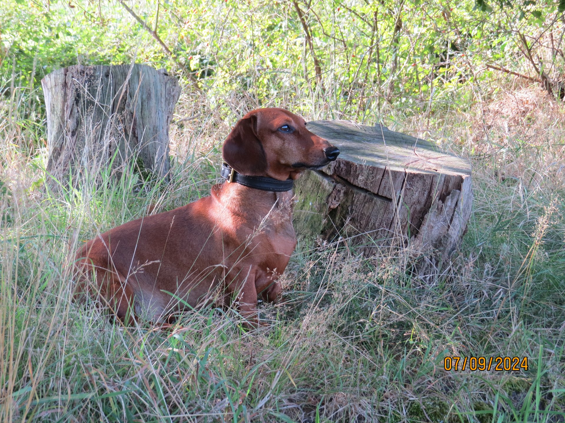 Bild von Hund 19