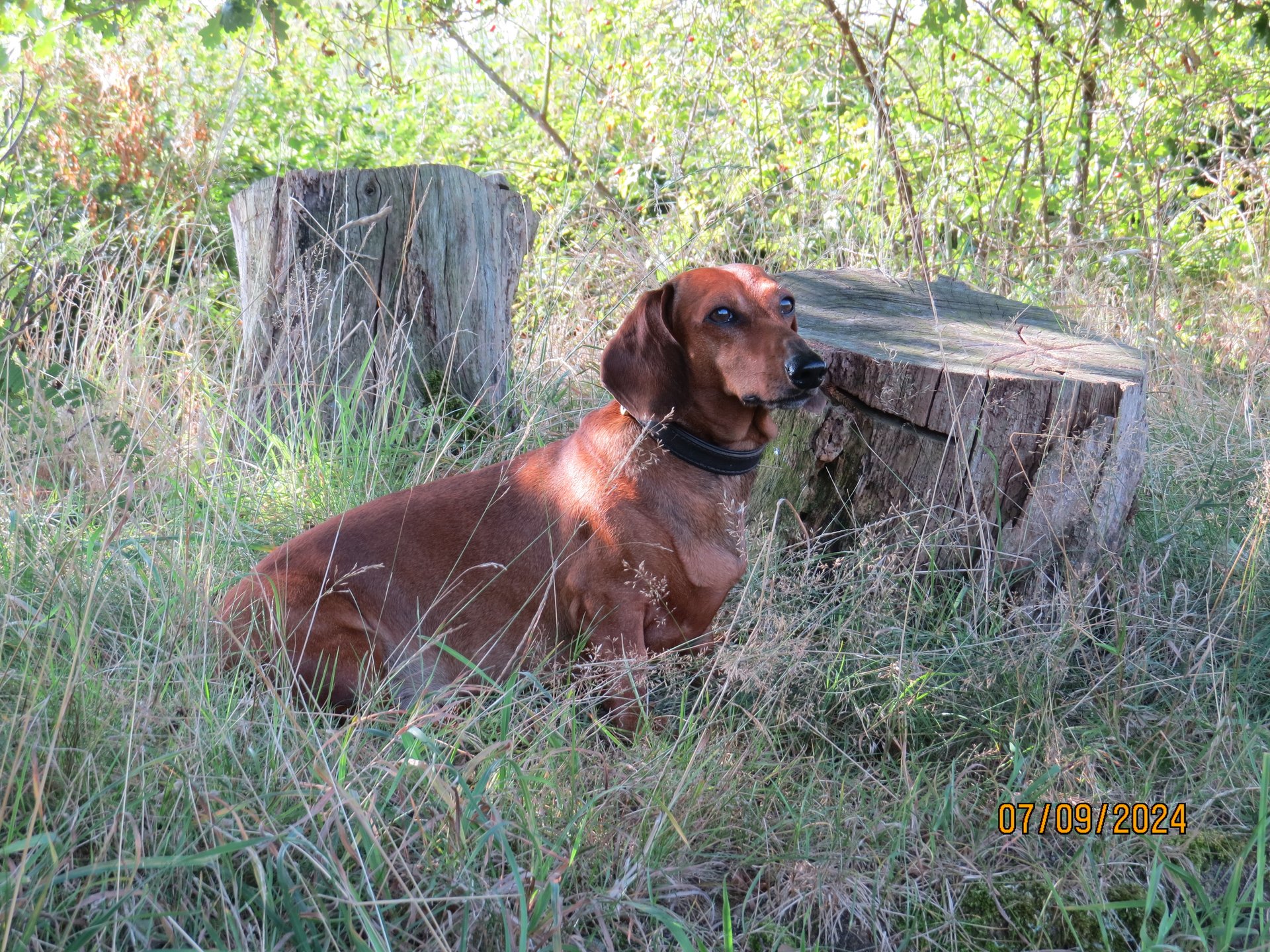 Bild von Hund 47