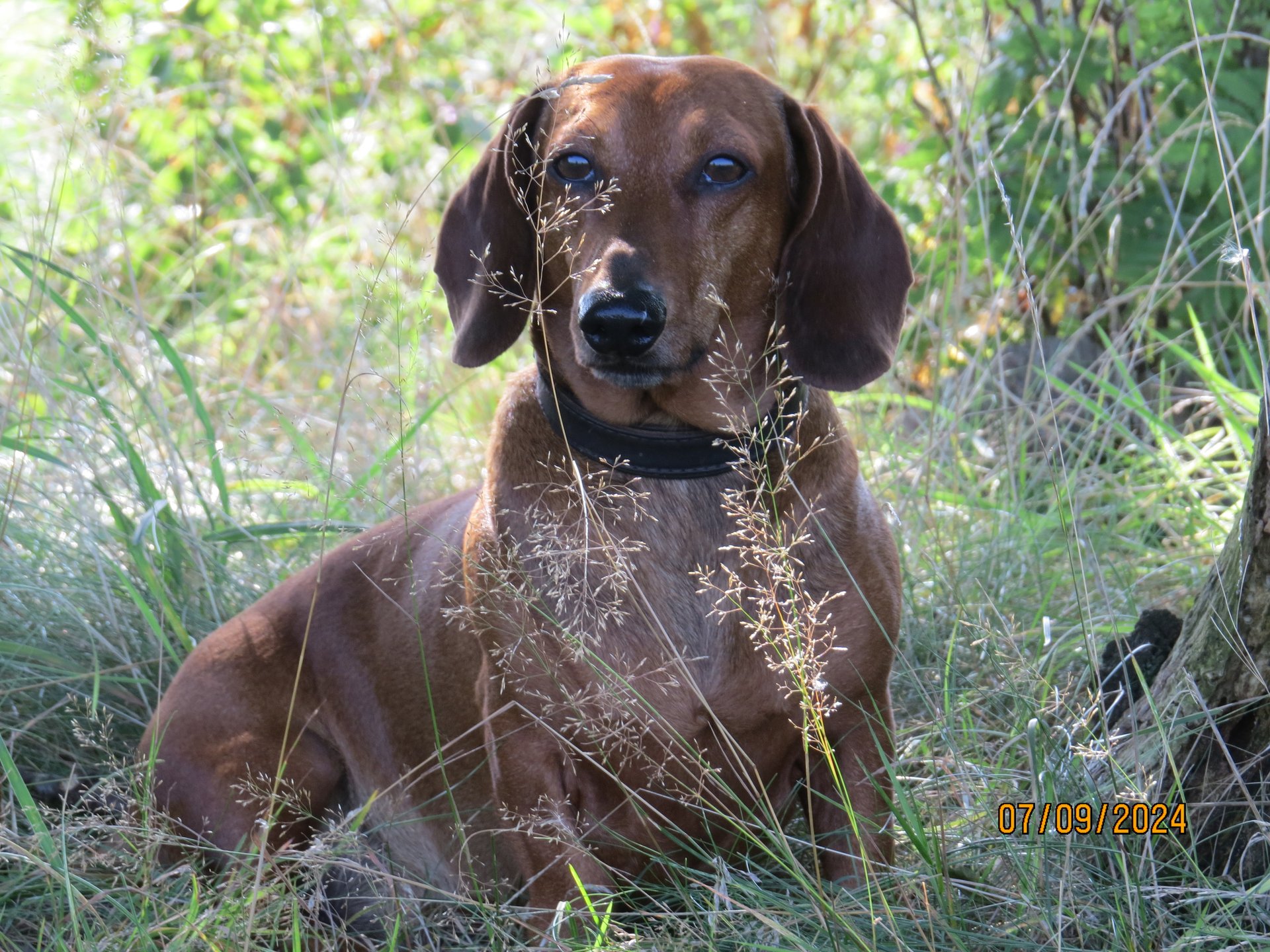 Bild von Hund 52