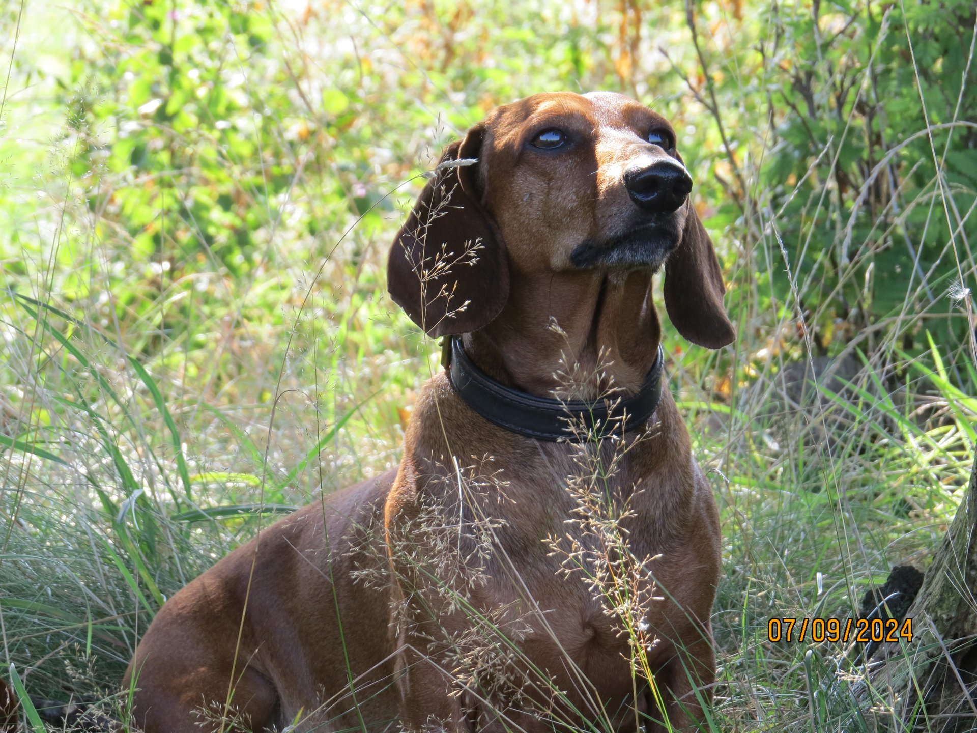 Bild von Hund 60