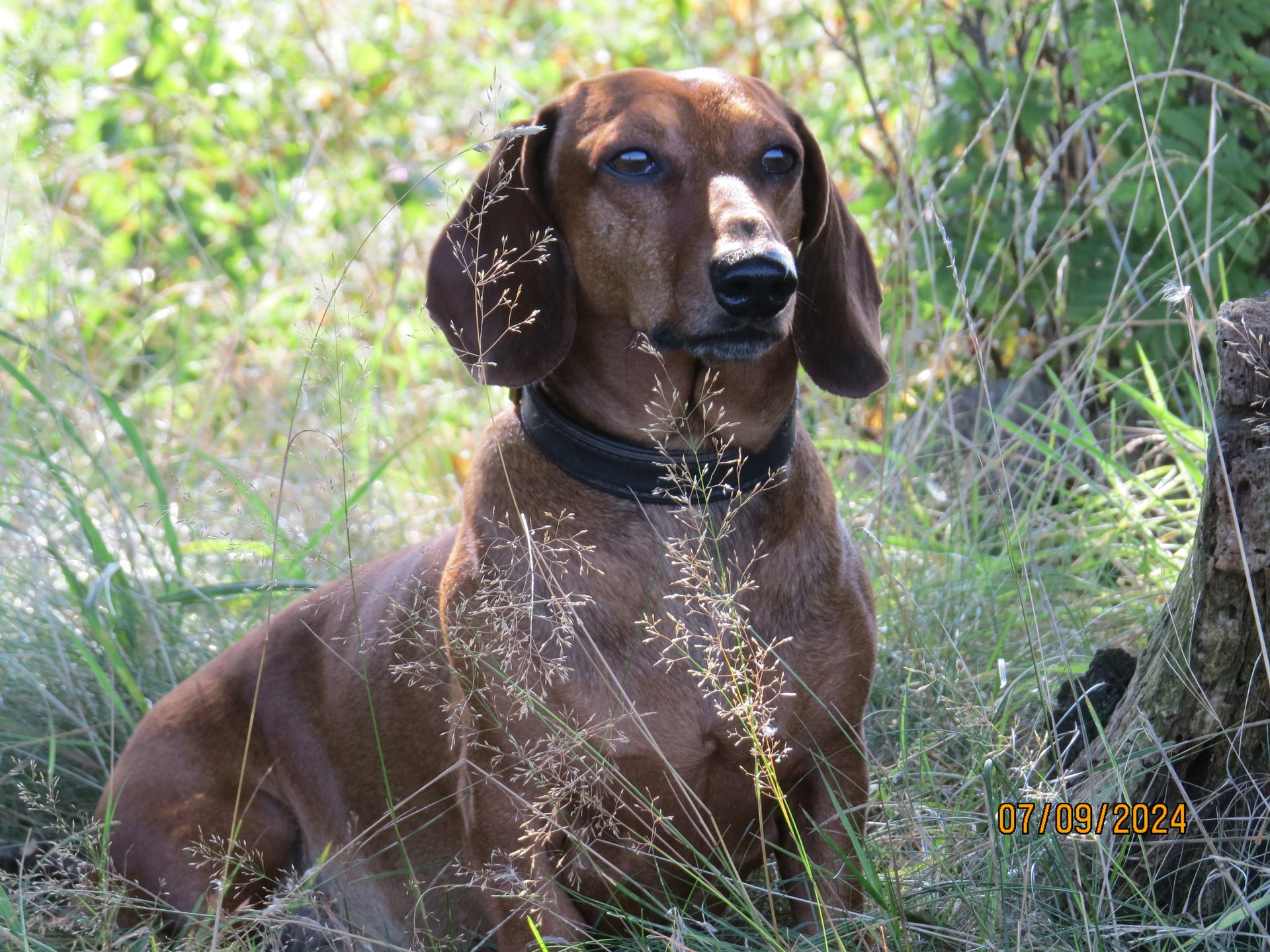 Bild von Hund 54