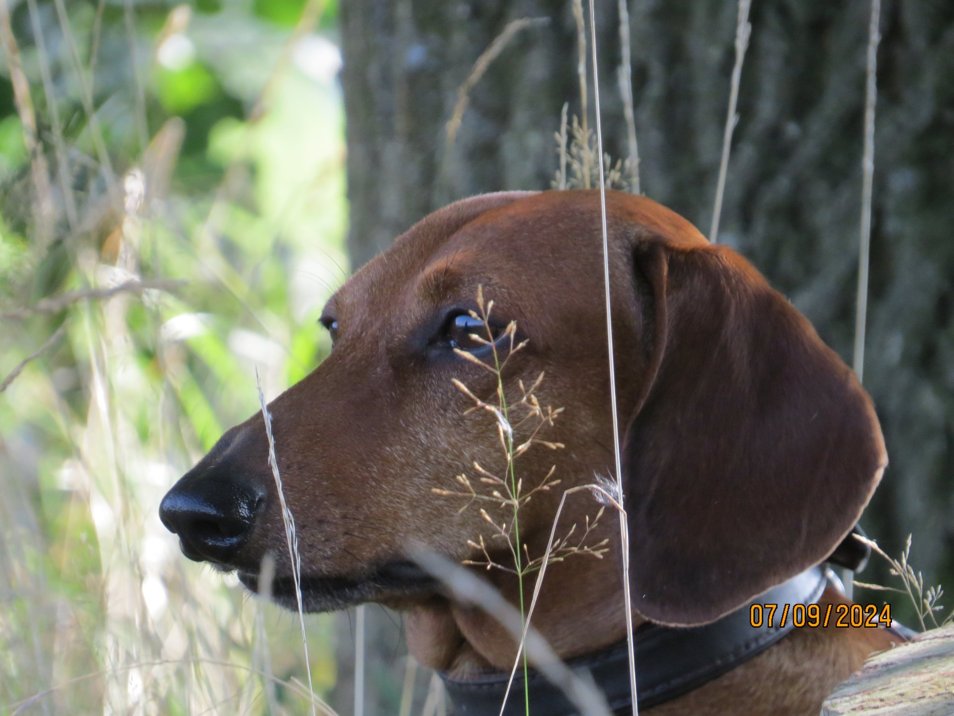 Bild von Hund 87