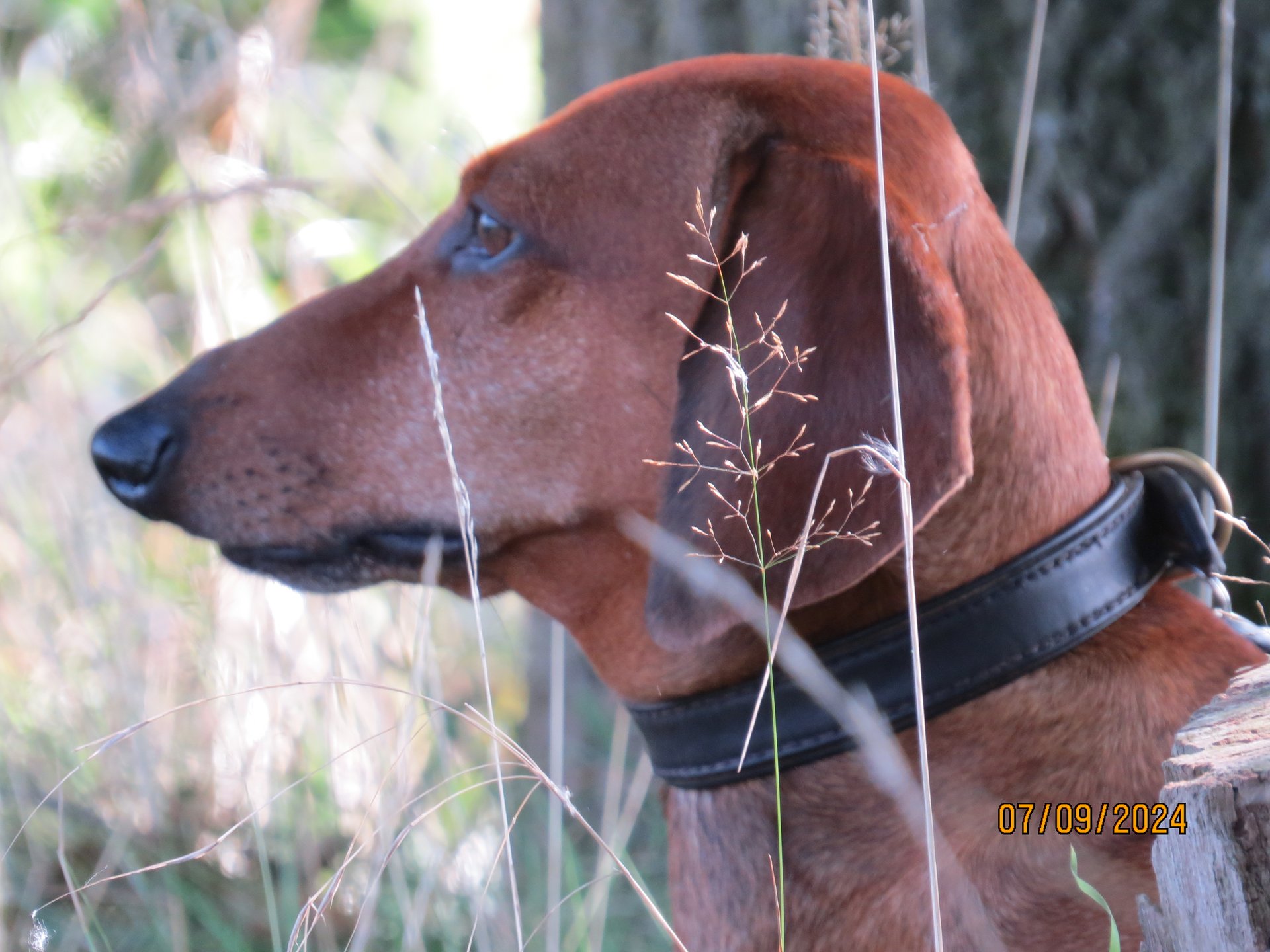 Bild von Hund 128