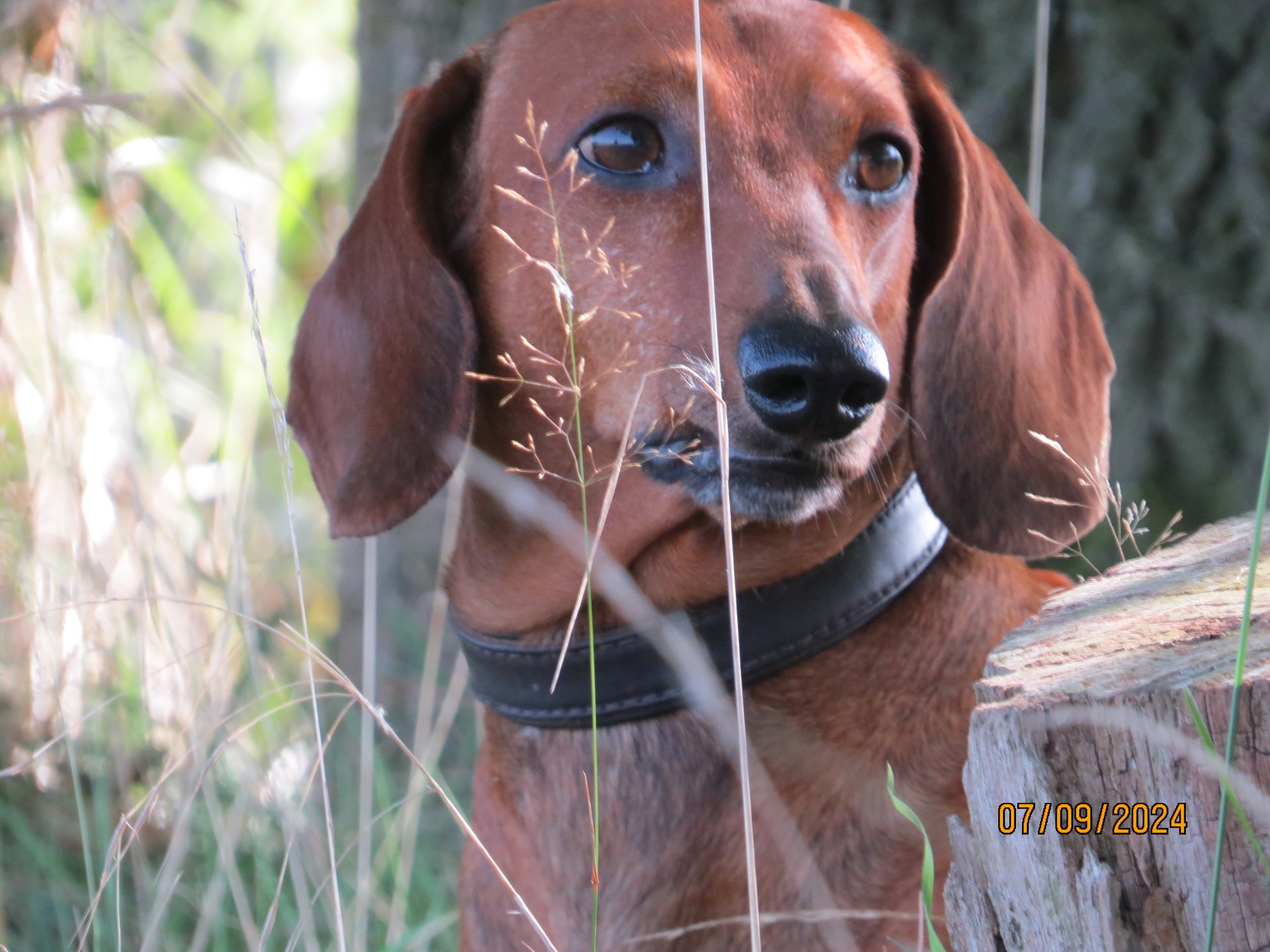 Bild von Hund 27