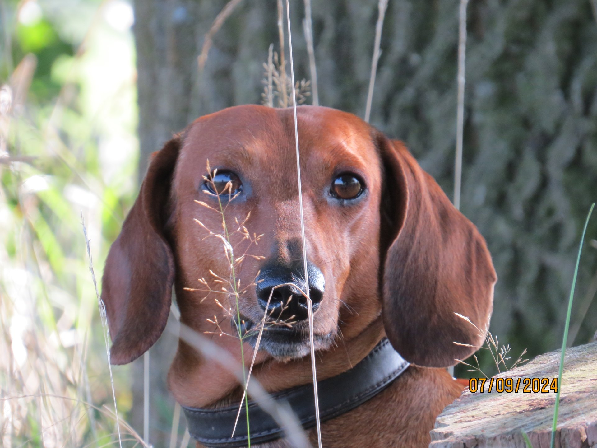 Bild von Hund 59