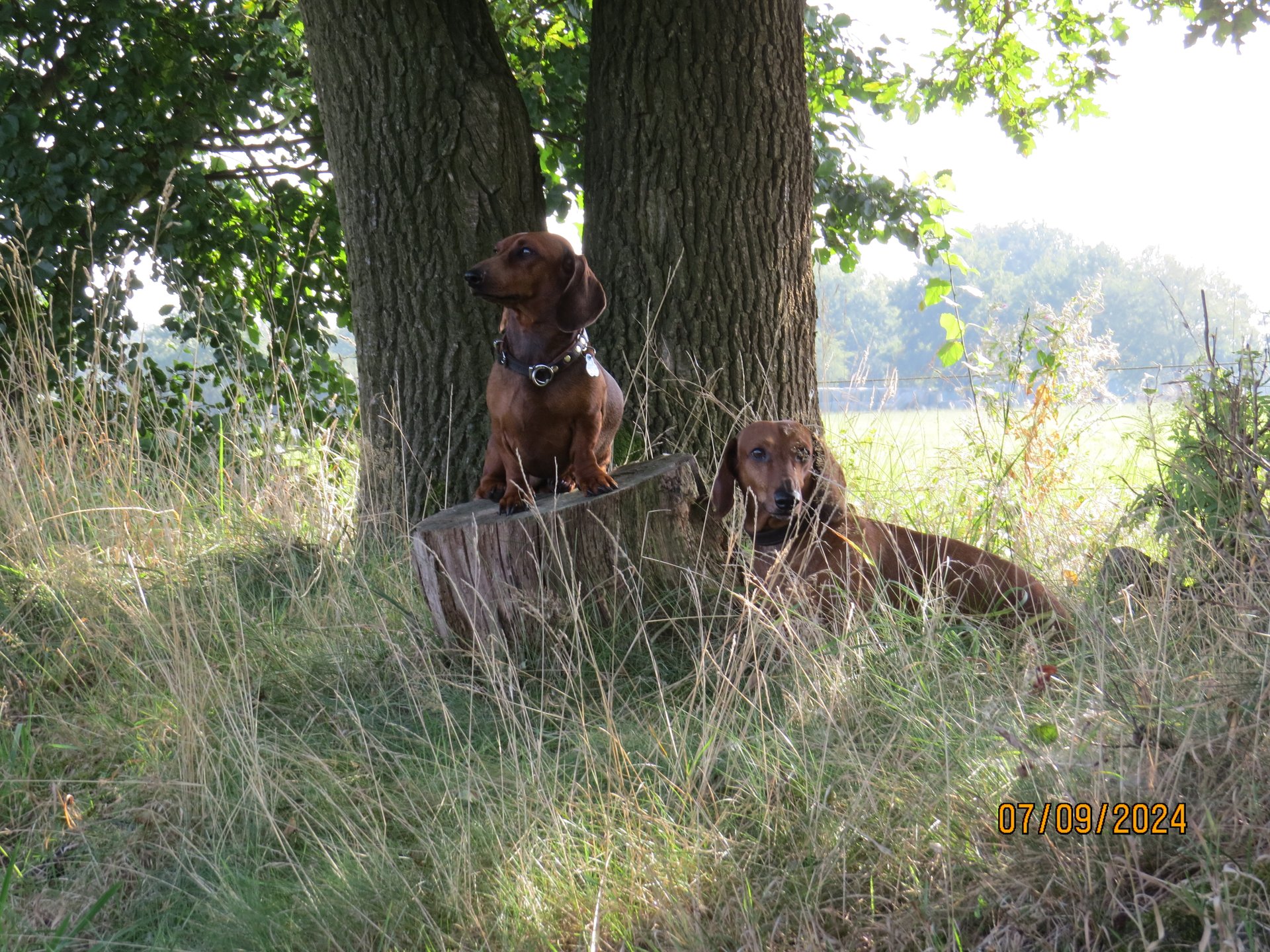 Bild von Hund 115