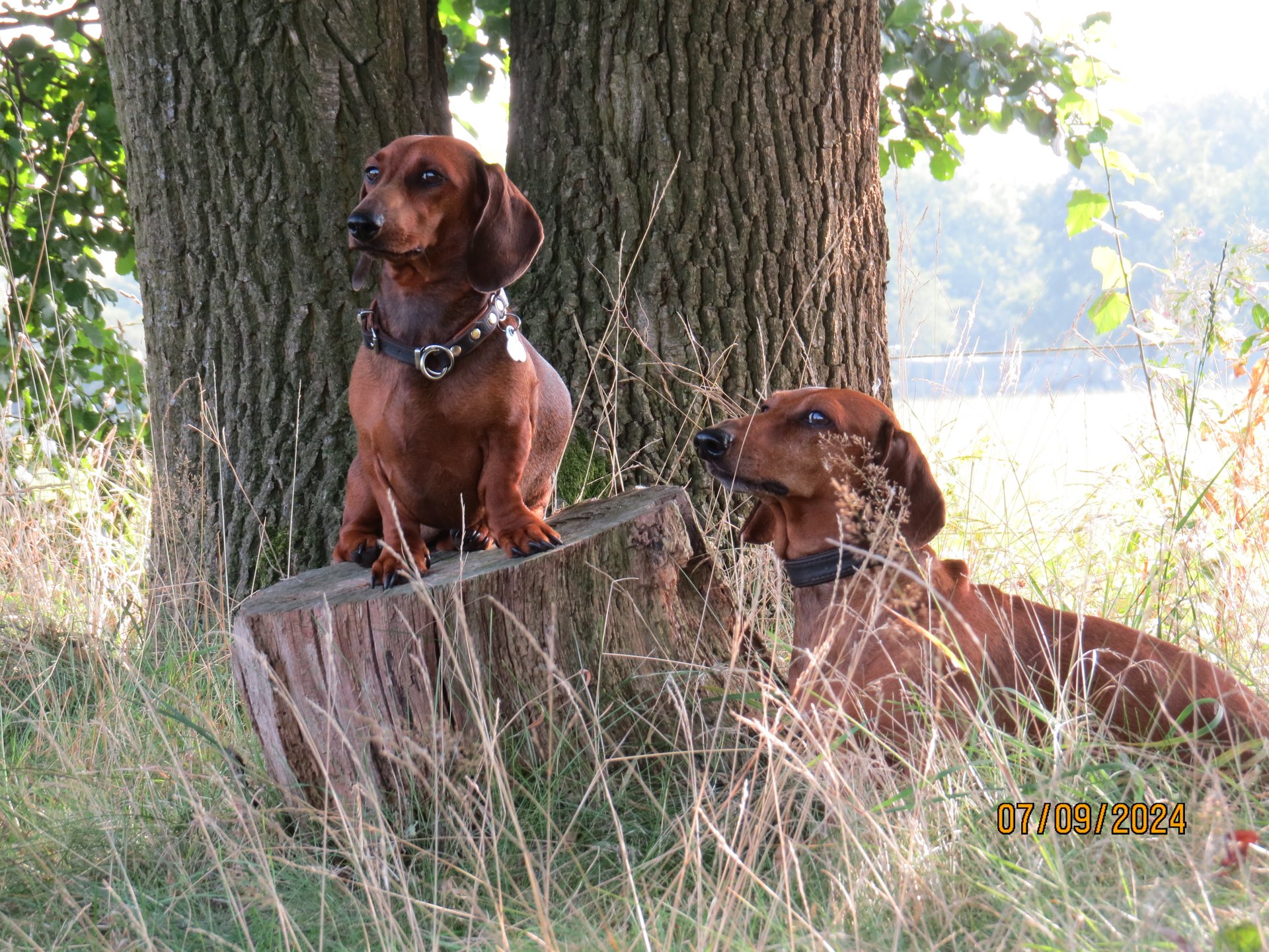 Bild von Hund 109