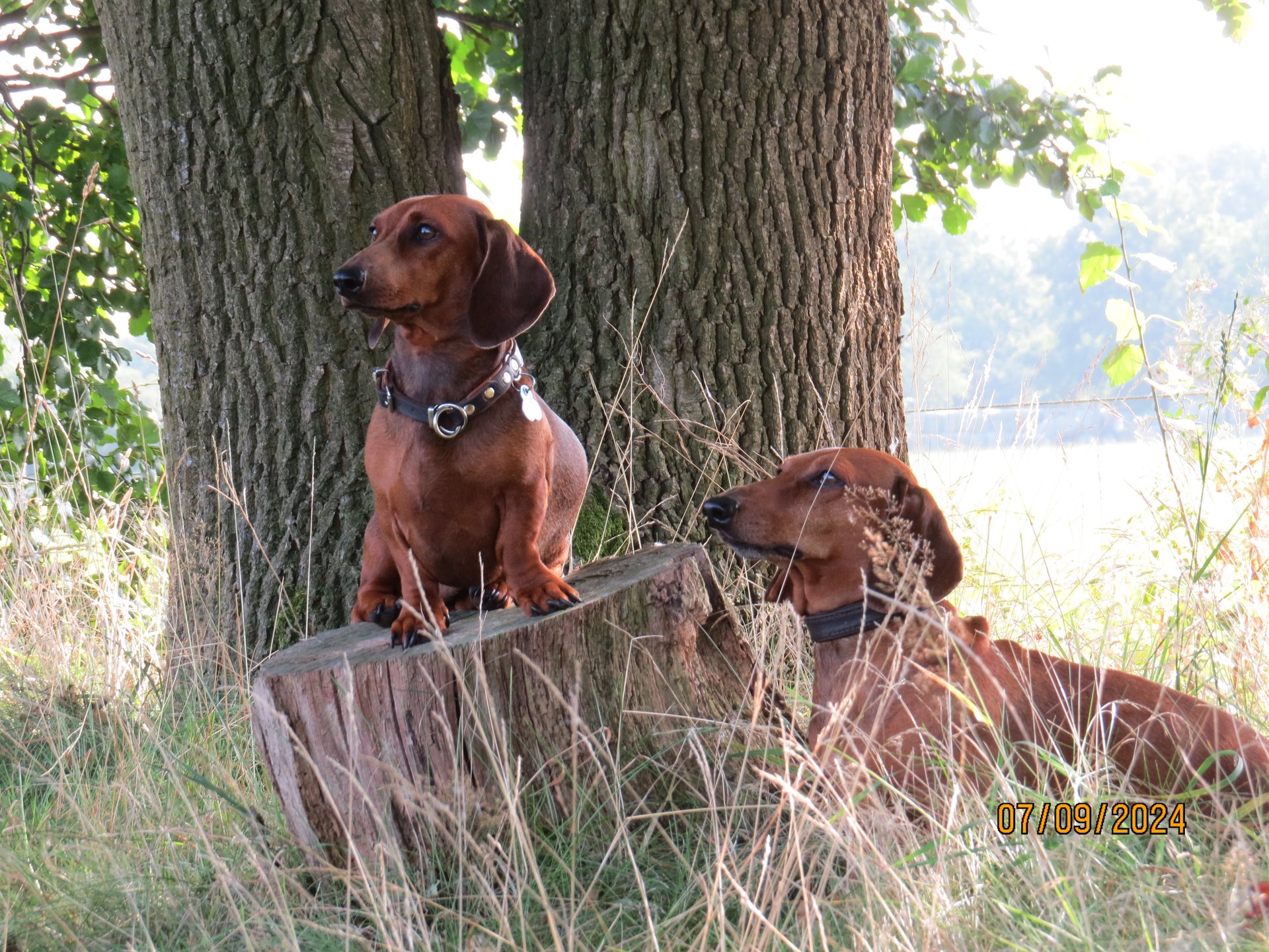 Bild von Hund 36