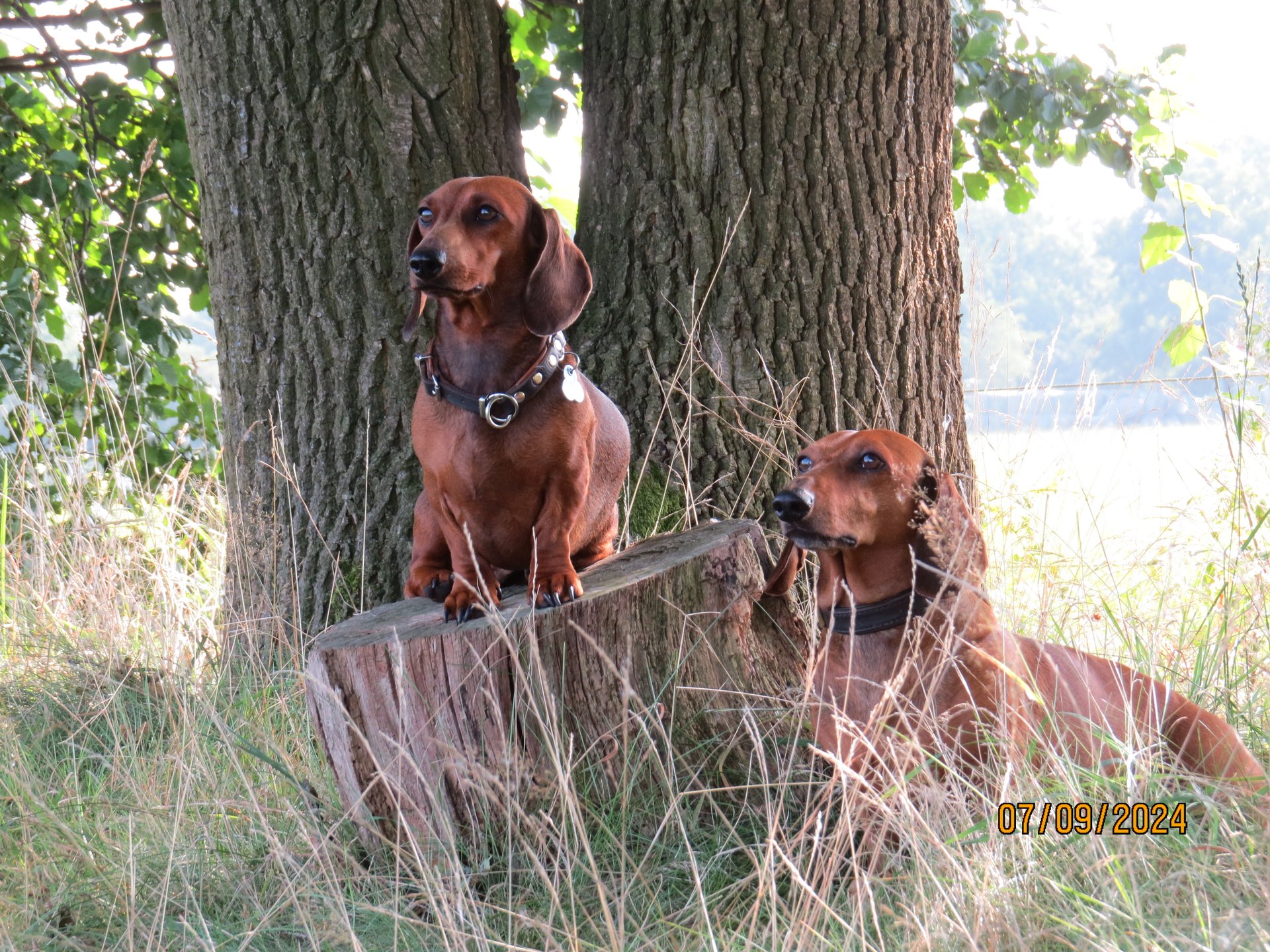 Bild von Hund 43