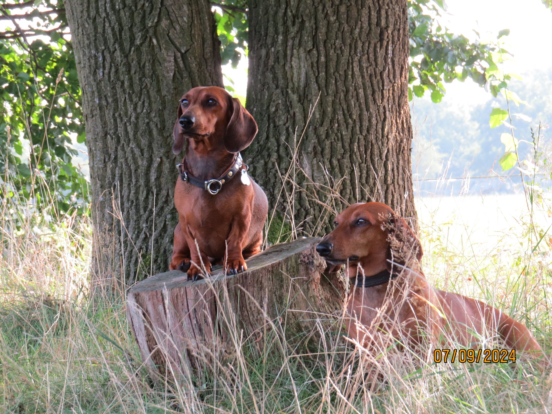 Bild von Hund 50