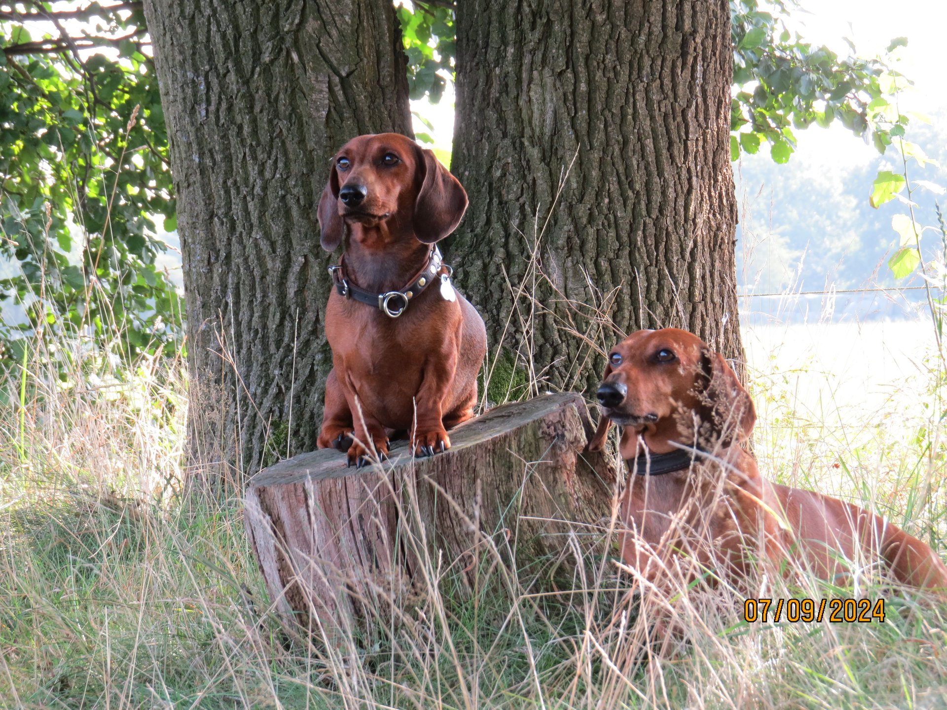 Bild von Hund 75