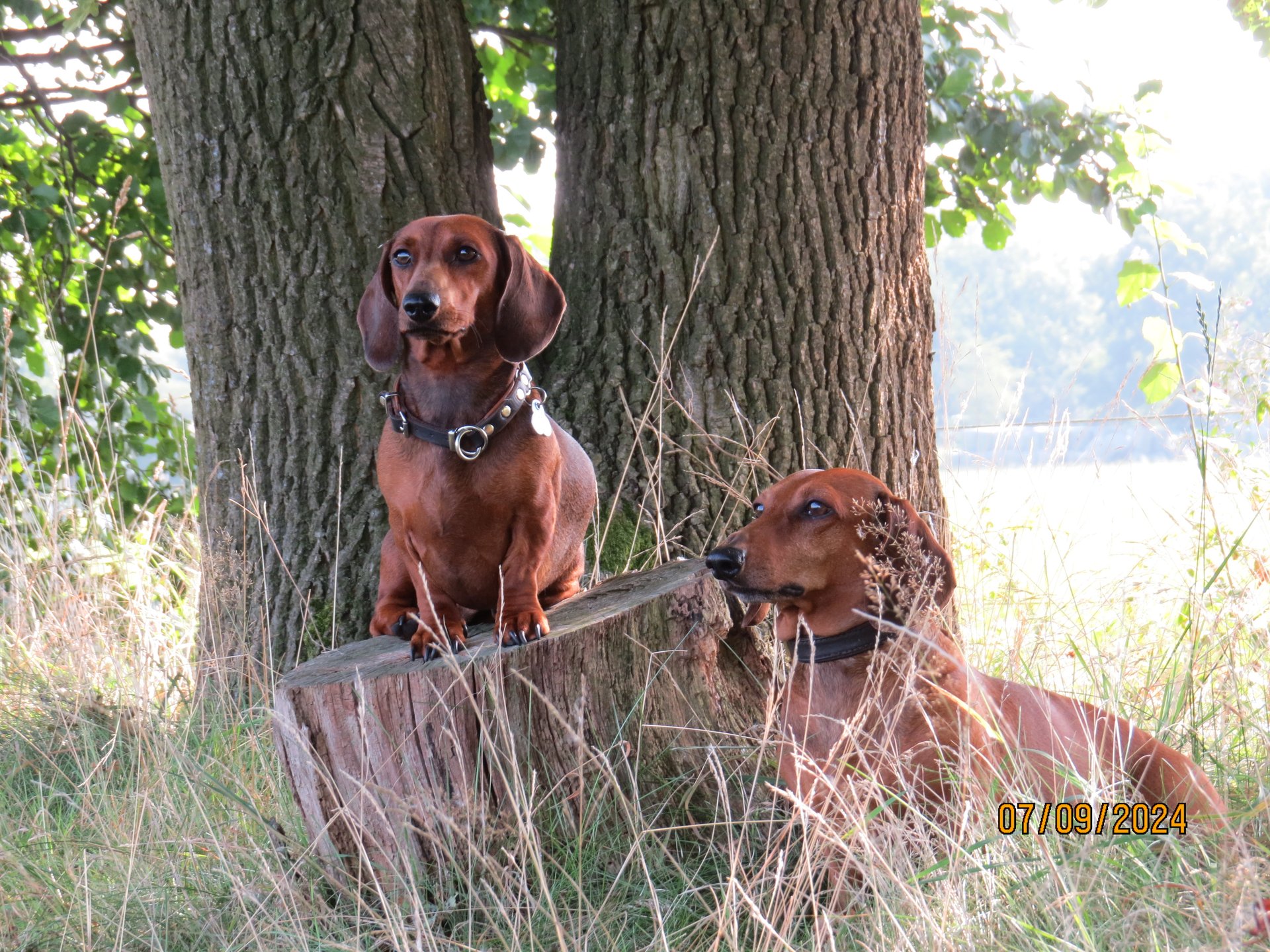 Bild von Hund 13