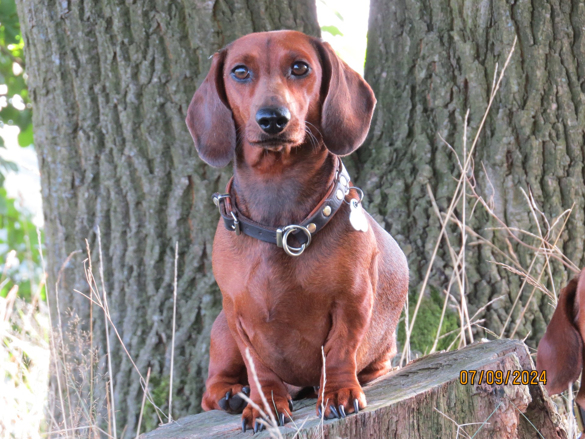 Bild von Hund 41