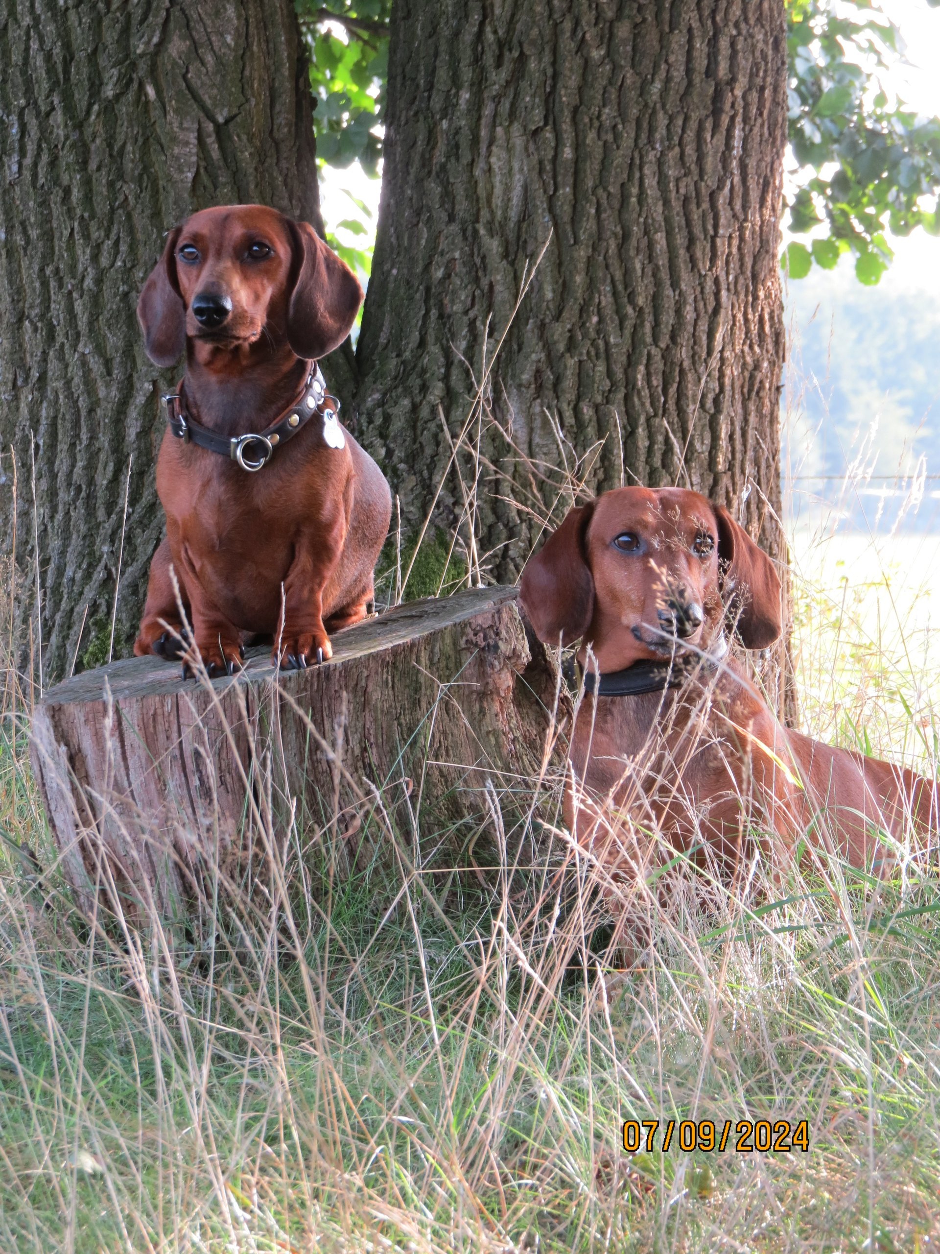 Bild von Hund 34