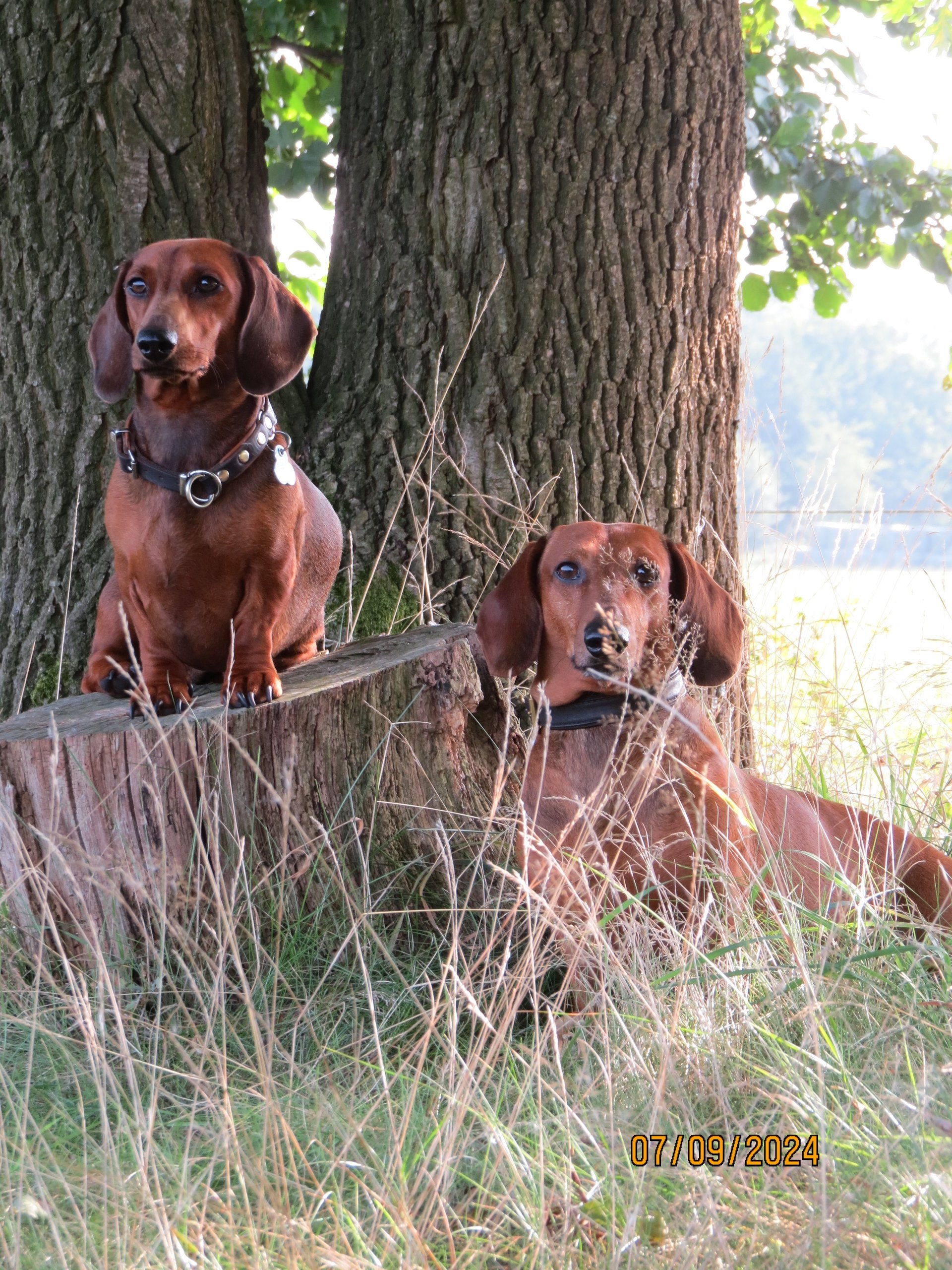 Bild von Hund 112