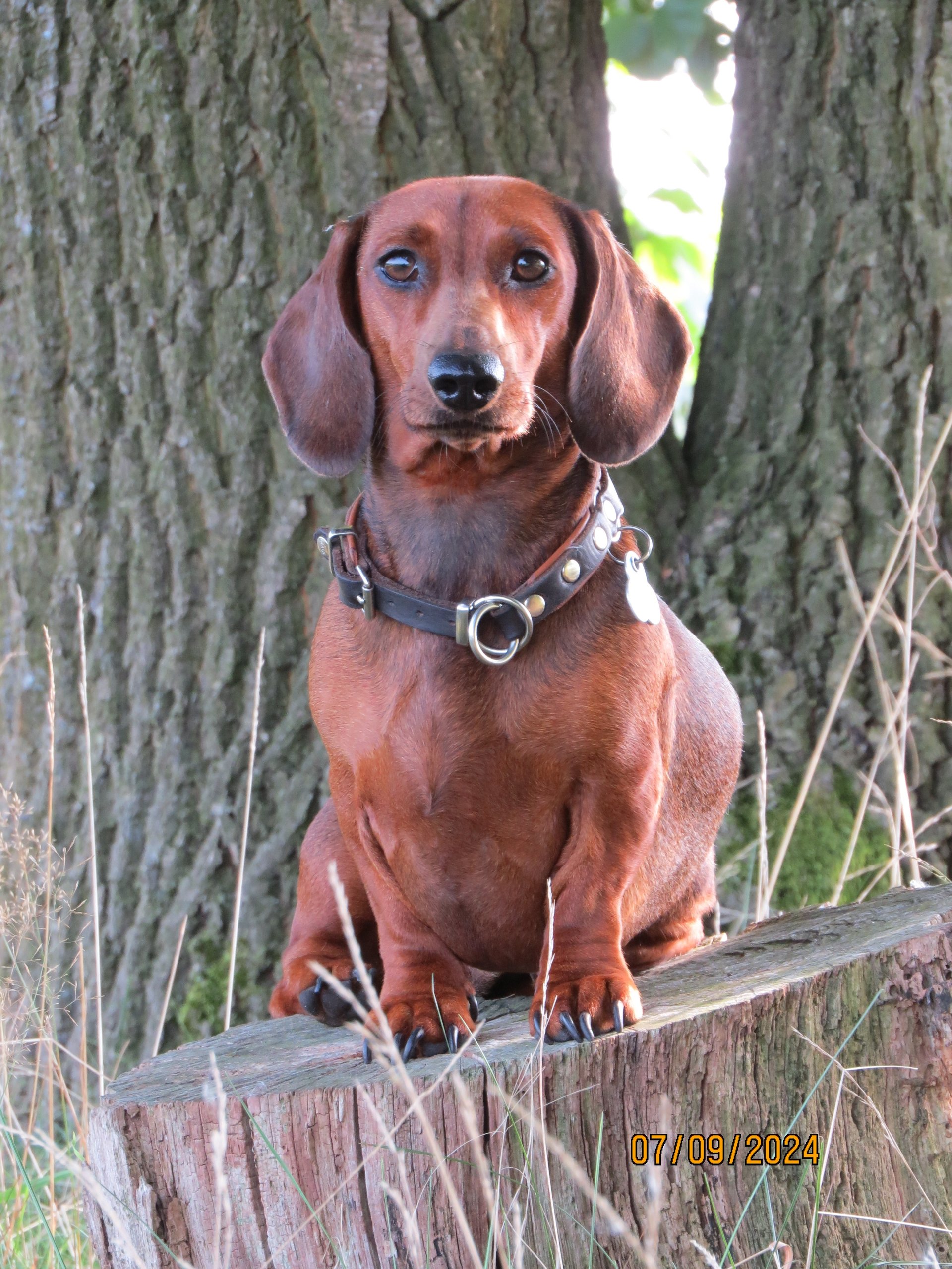 Bild von Hund 40