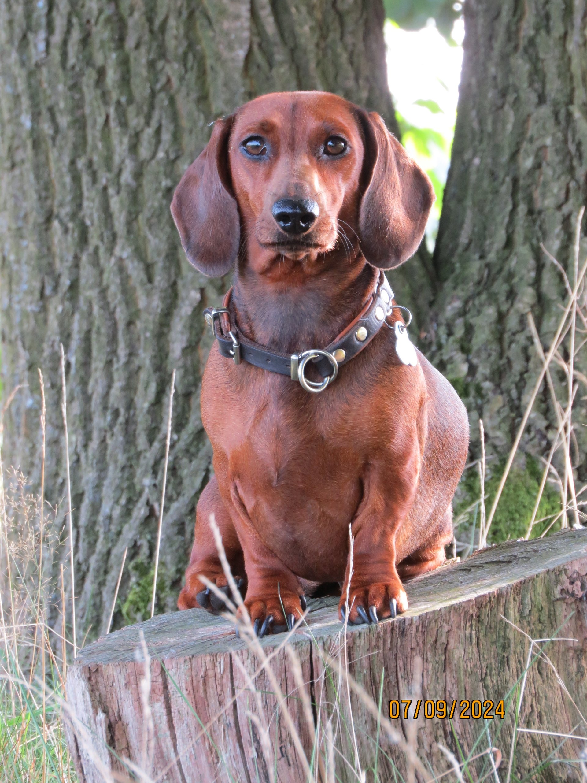 Bild von Hund 130