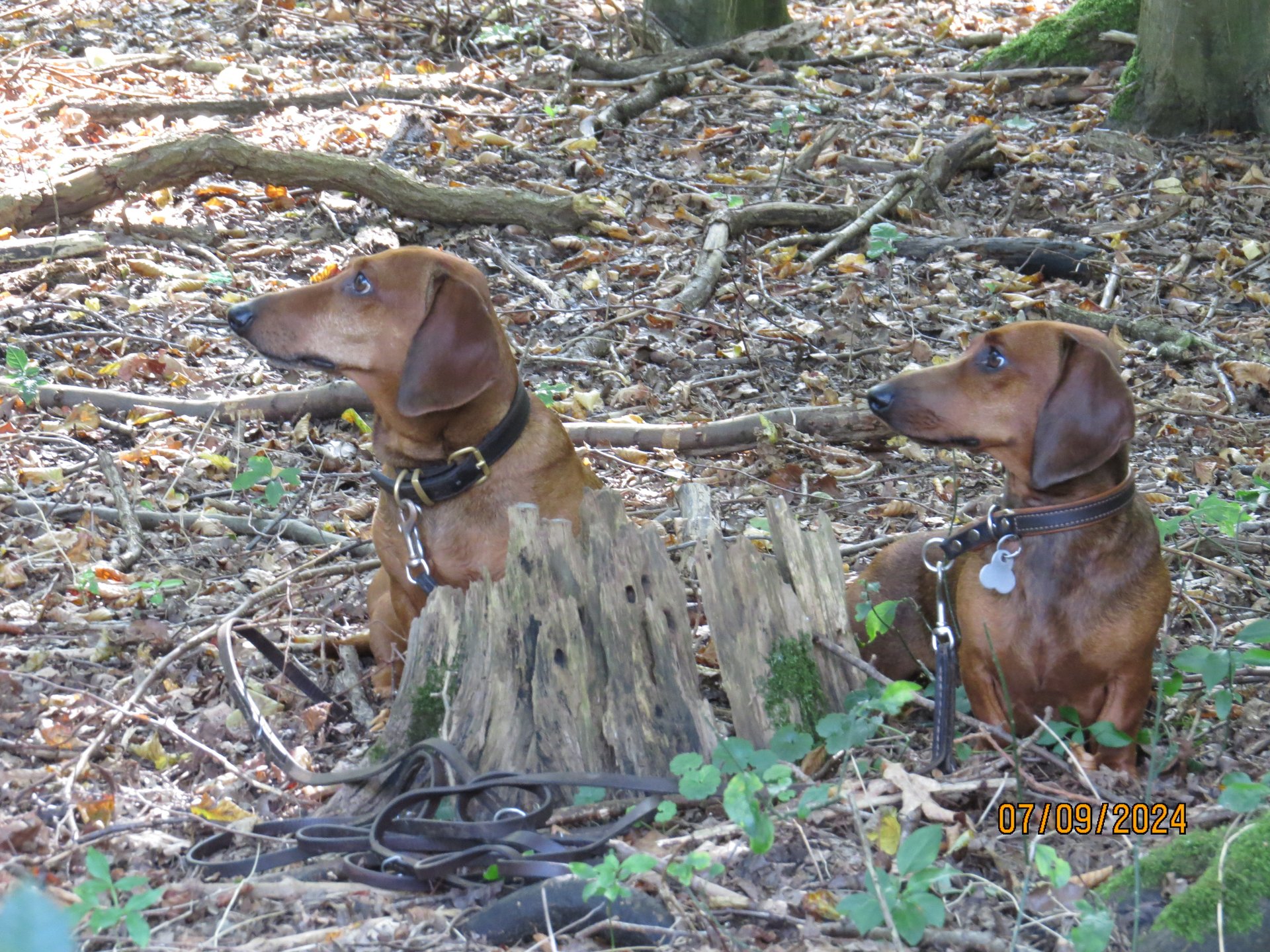 Bild von Hund 1