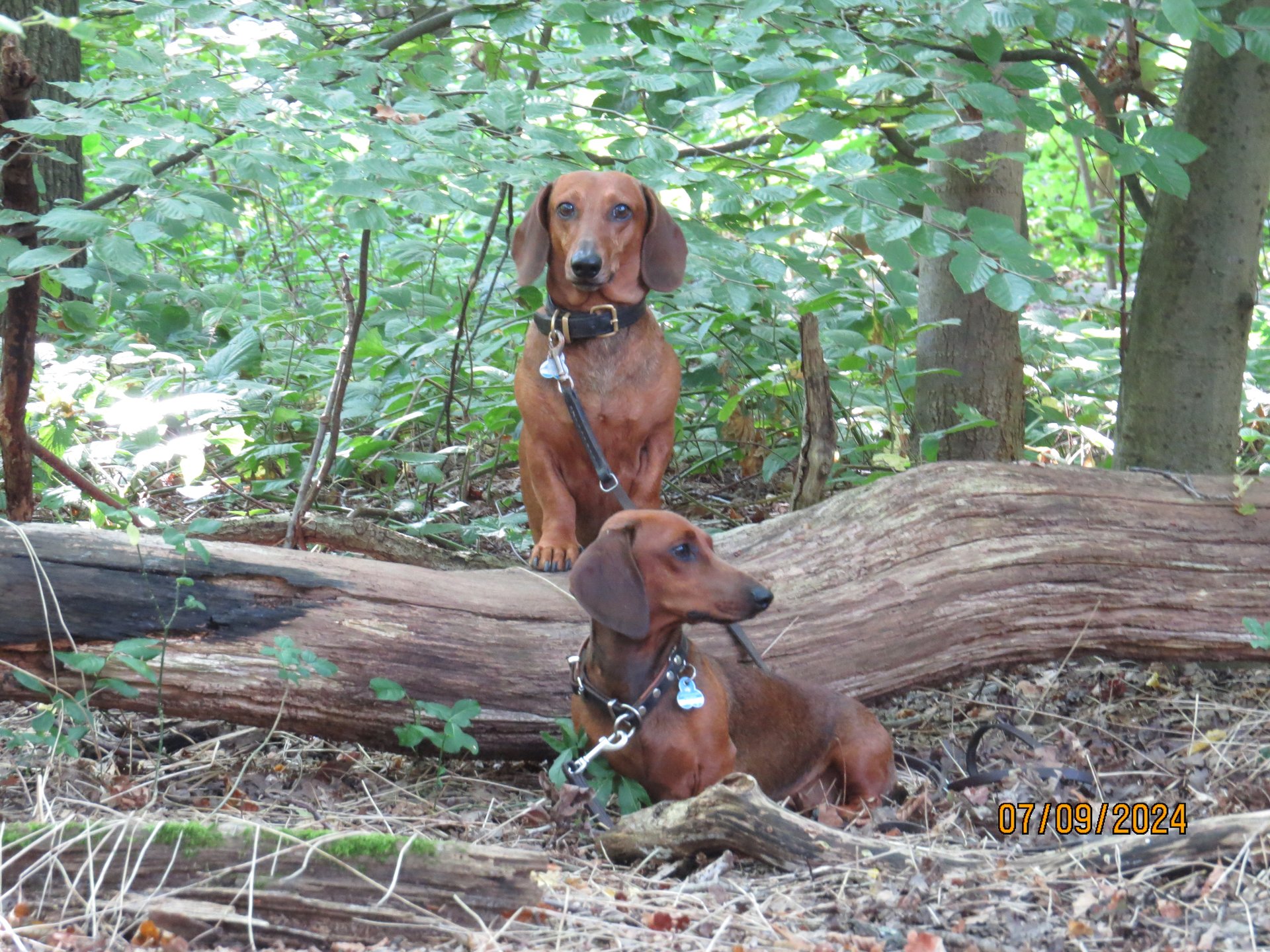 Bild von Hund 126