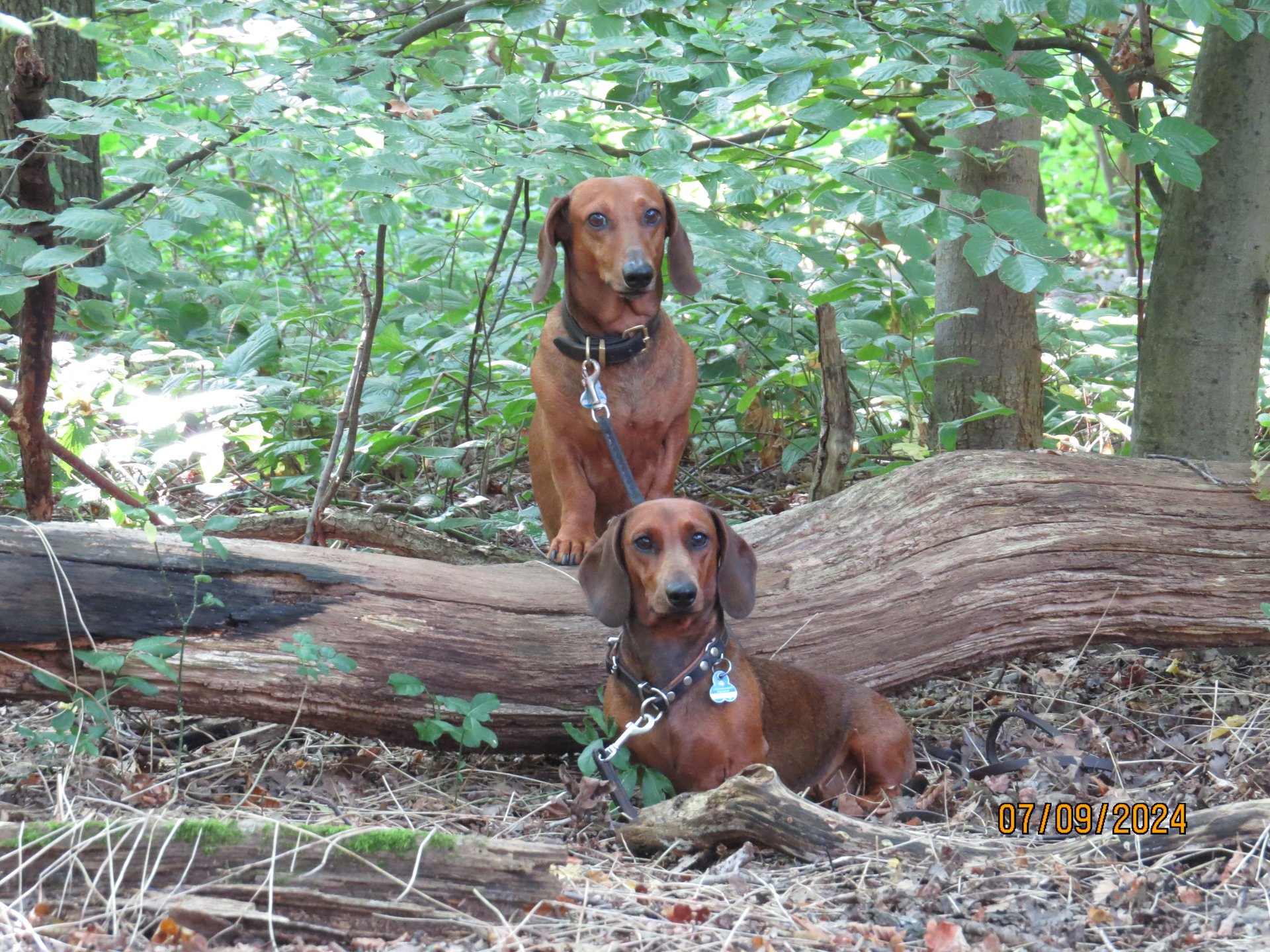 Bild von Hund 107