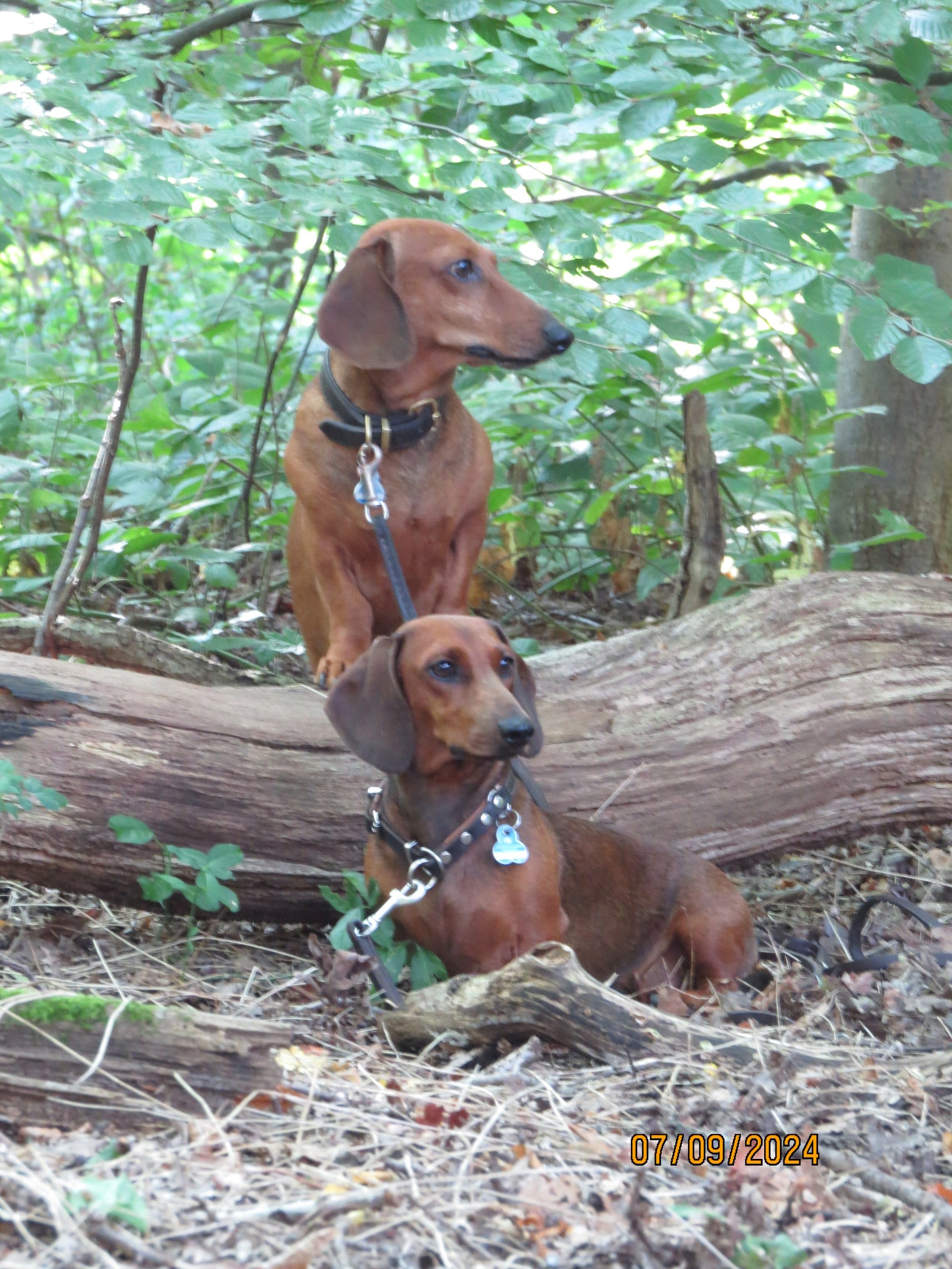 Bild von Hund 95