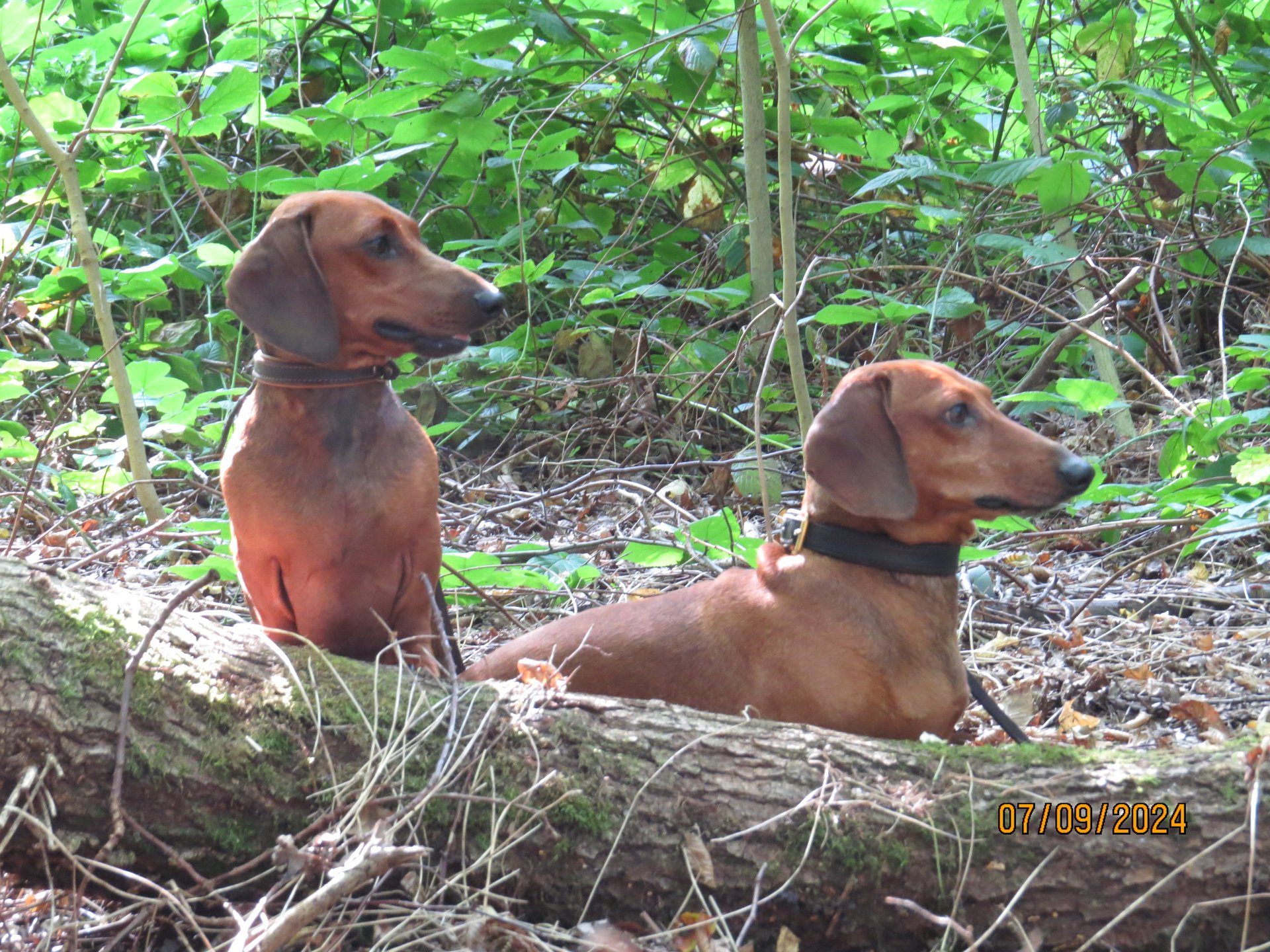 Bild von Hund 85
