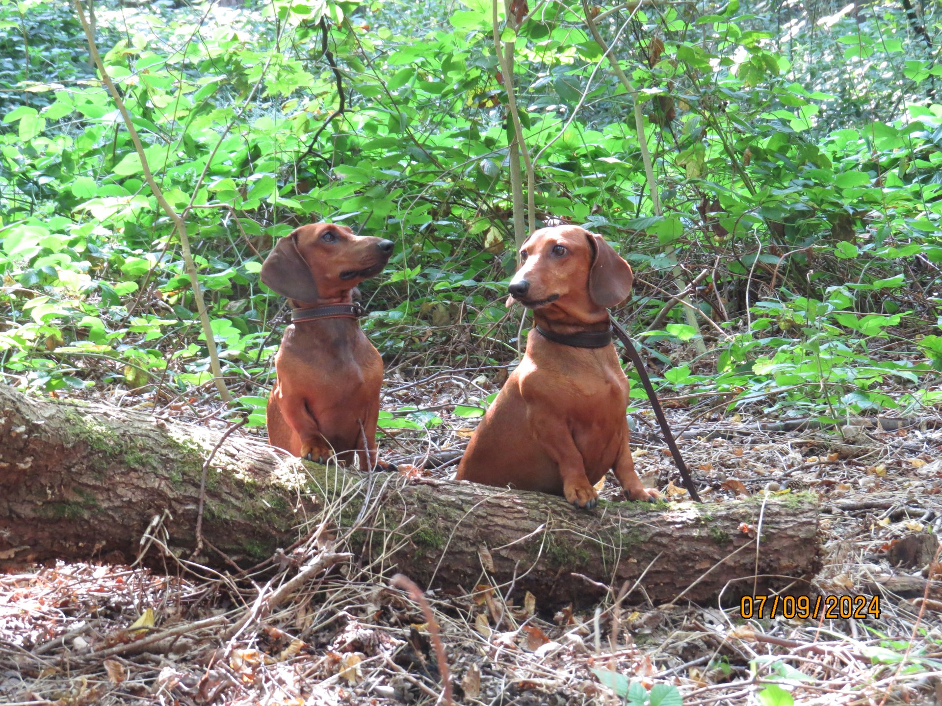 Bild von Hund 10