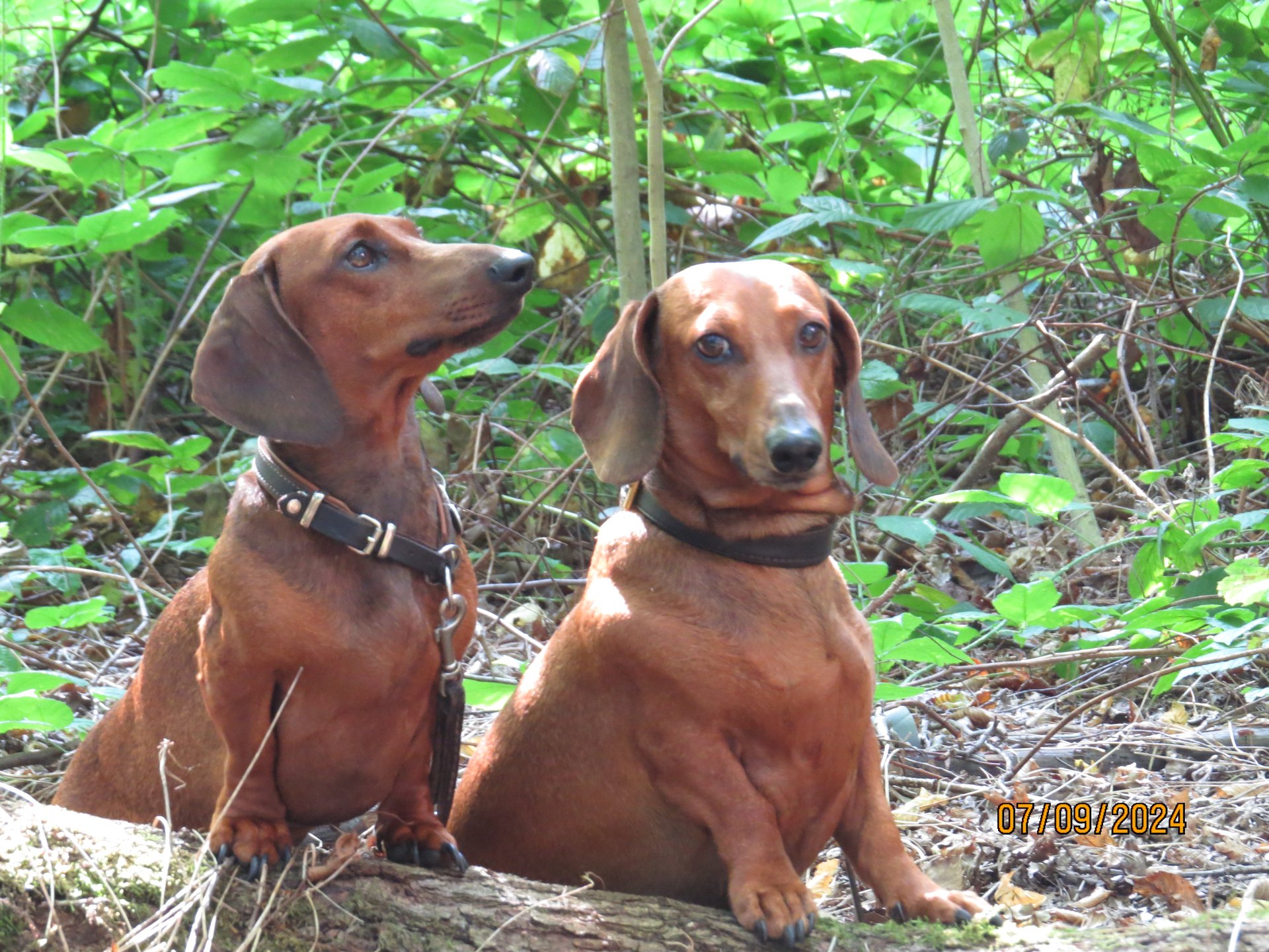 Bild von Hund 37
