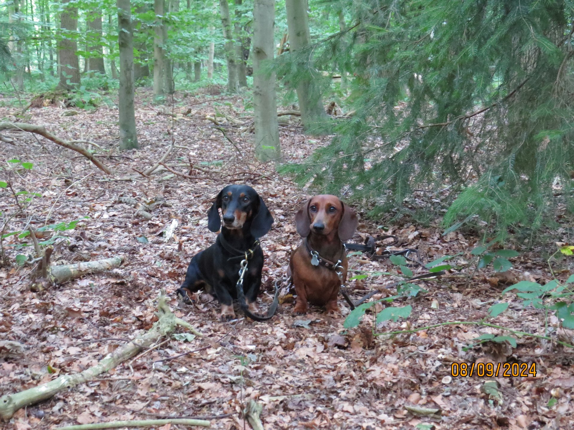 Bild von Hund 91
