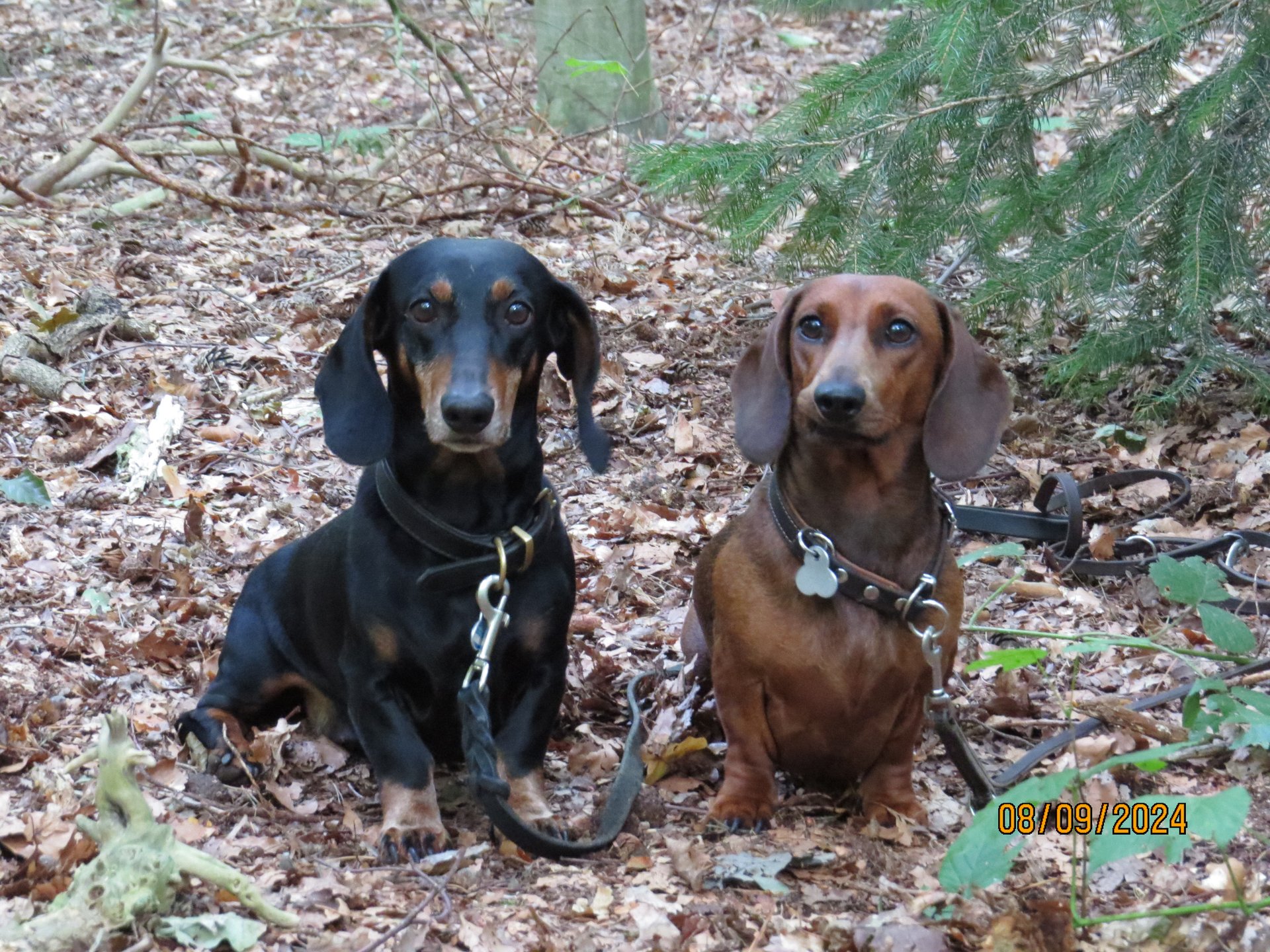 Bild von Hund 80