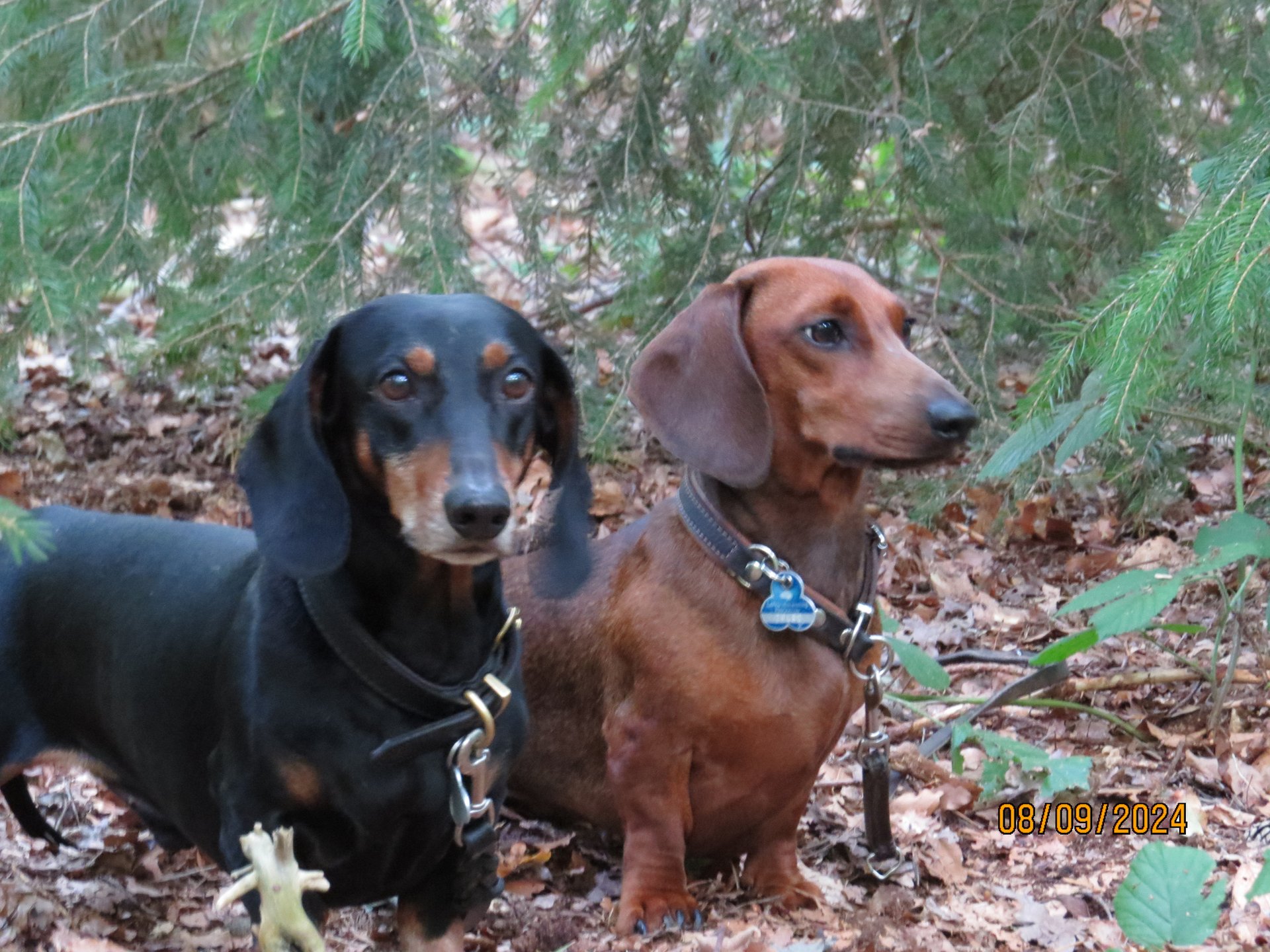 Bild von Hund 35
