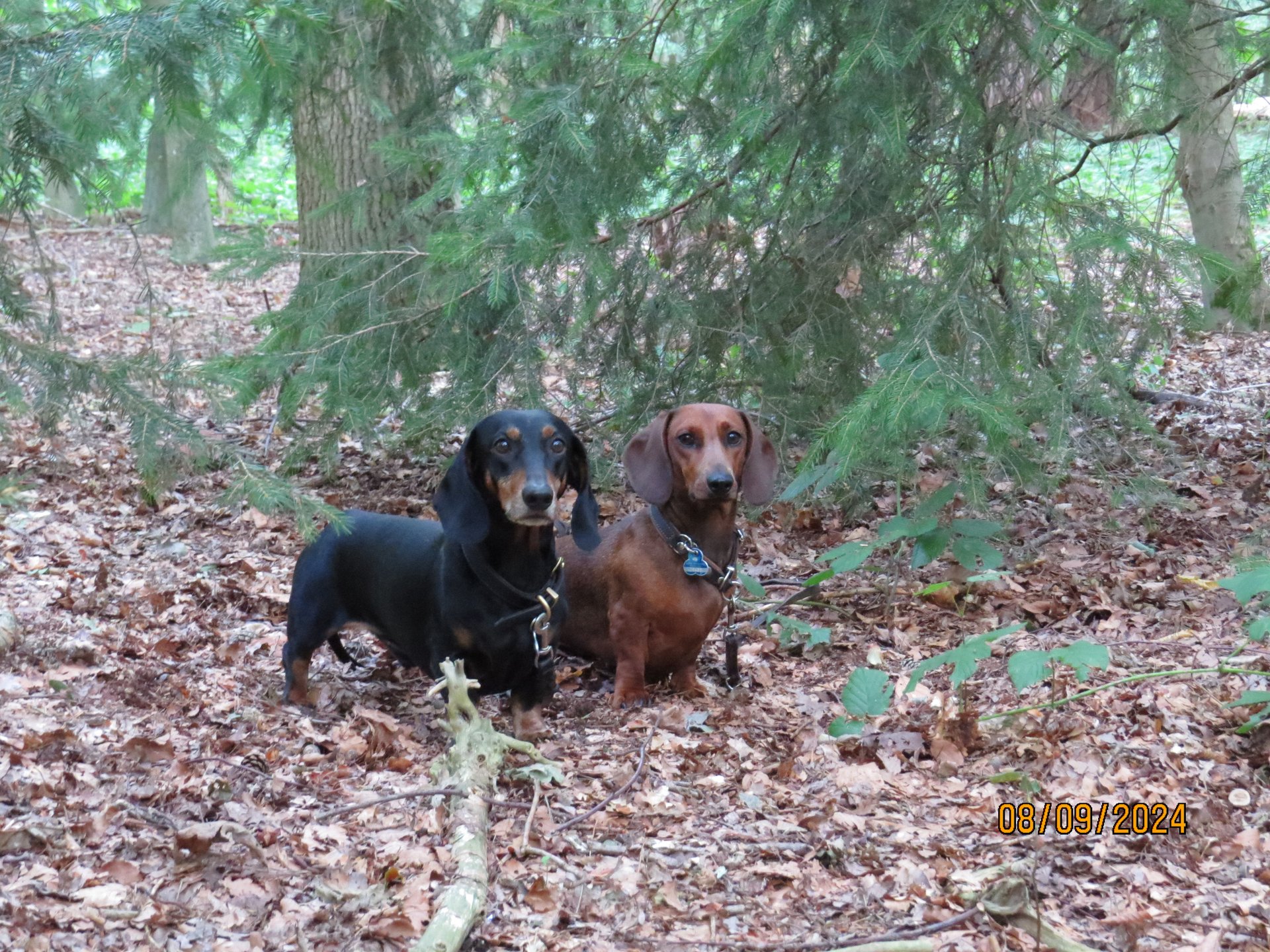 Bild von Hund 4