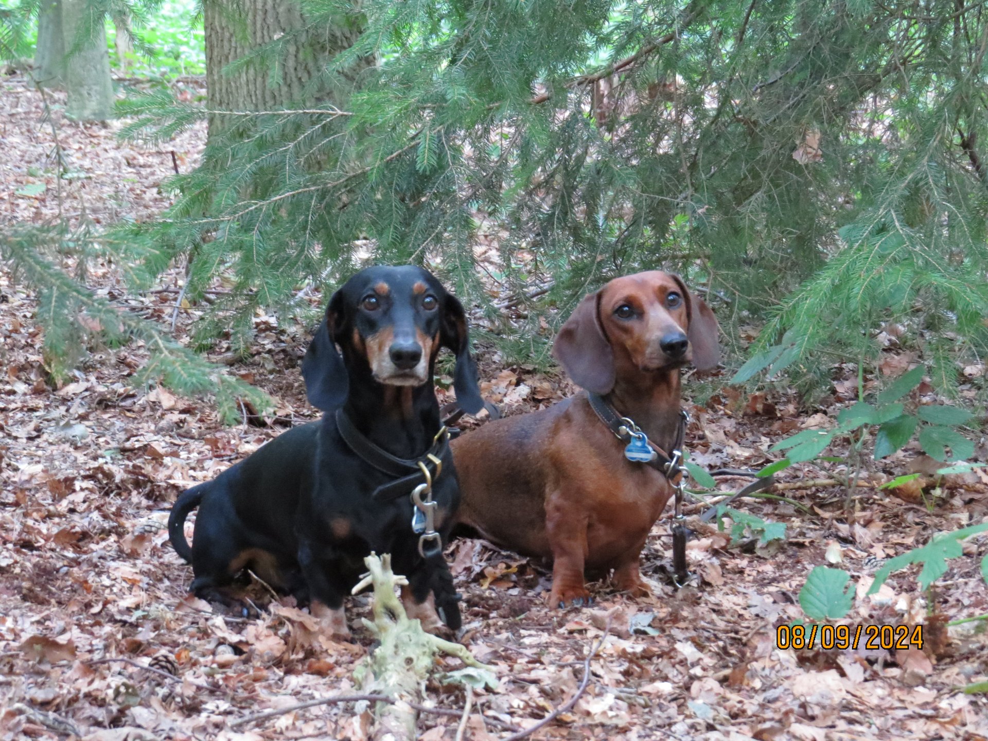 Bild von Hund 65