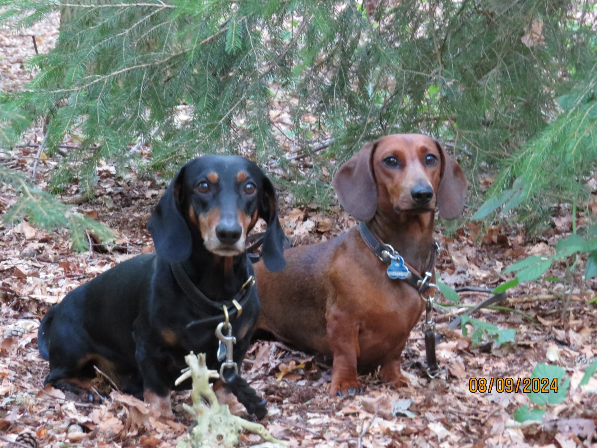 Bild von Hund 96