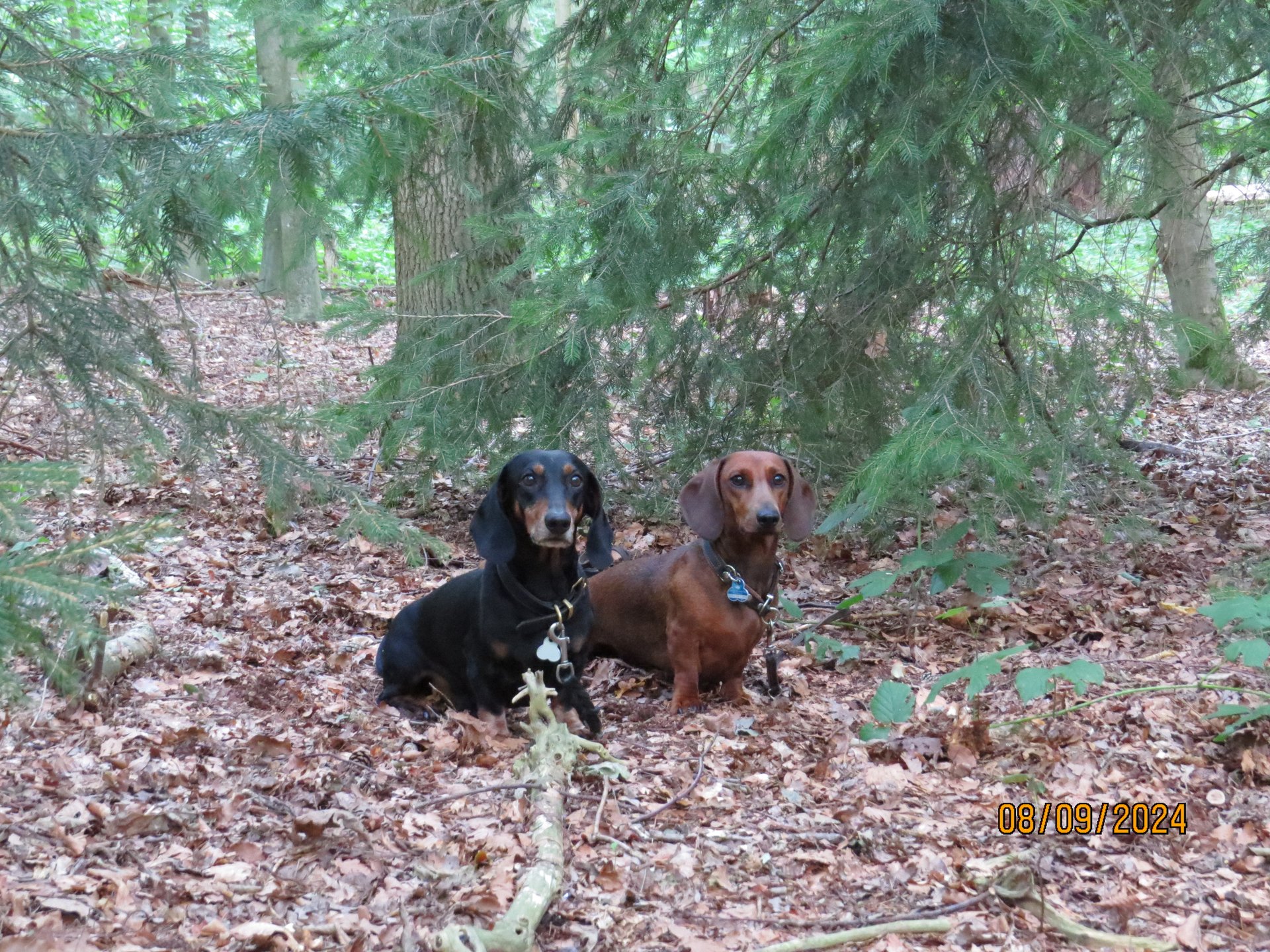 Bild von Hund 61