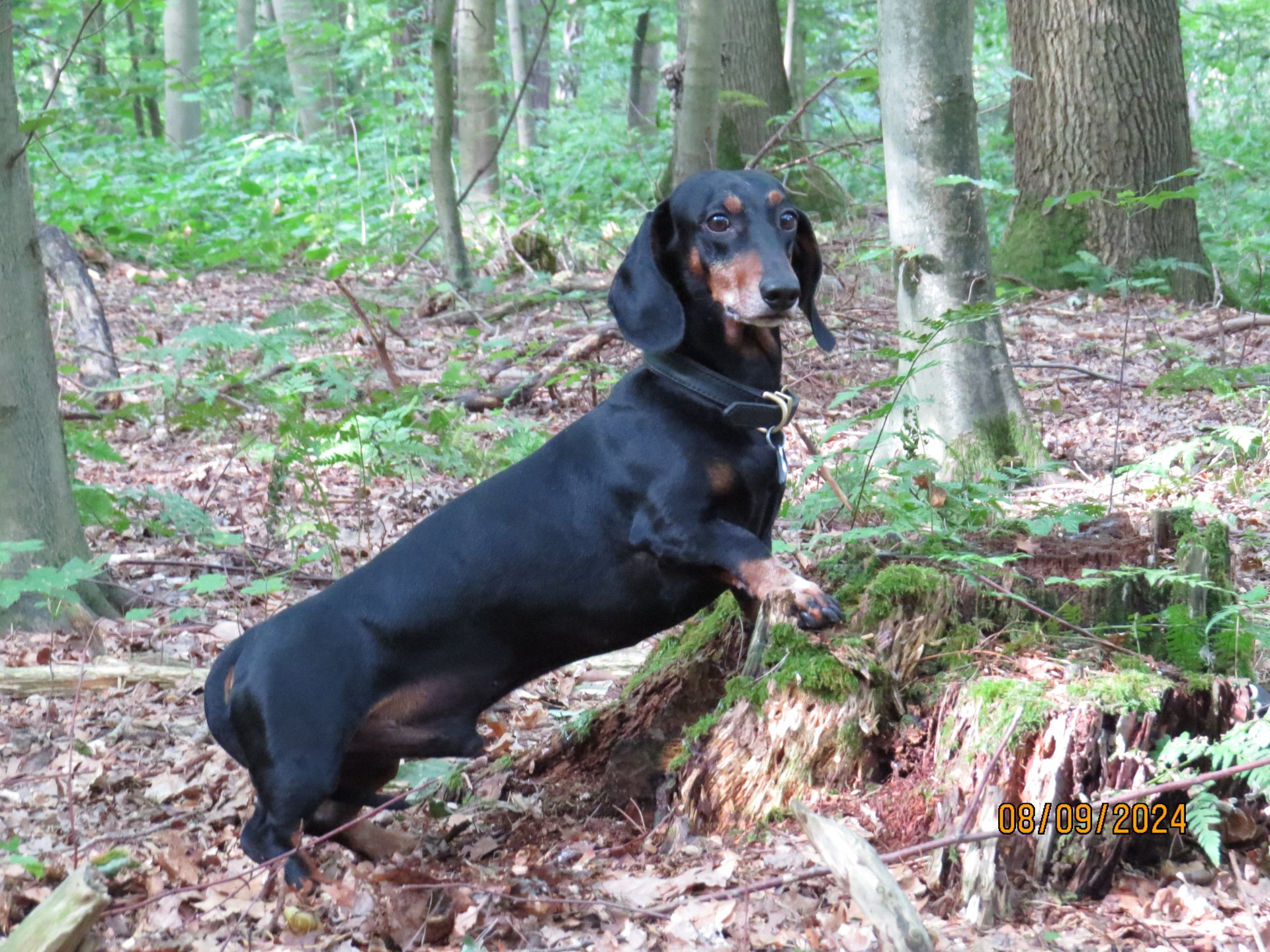 Bild von Hund 81