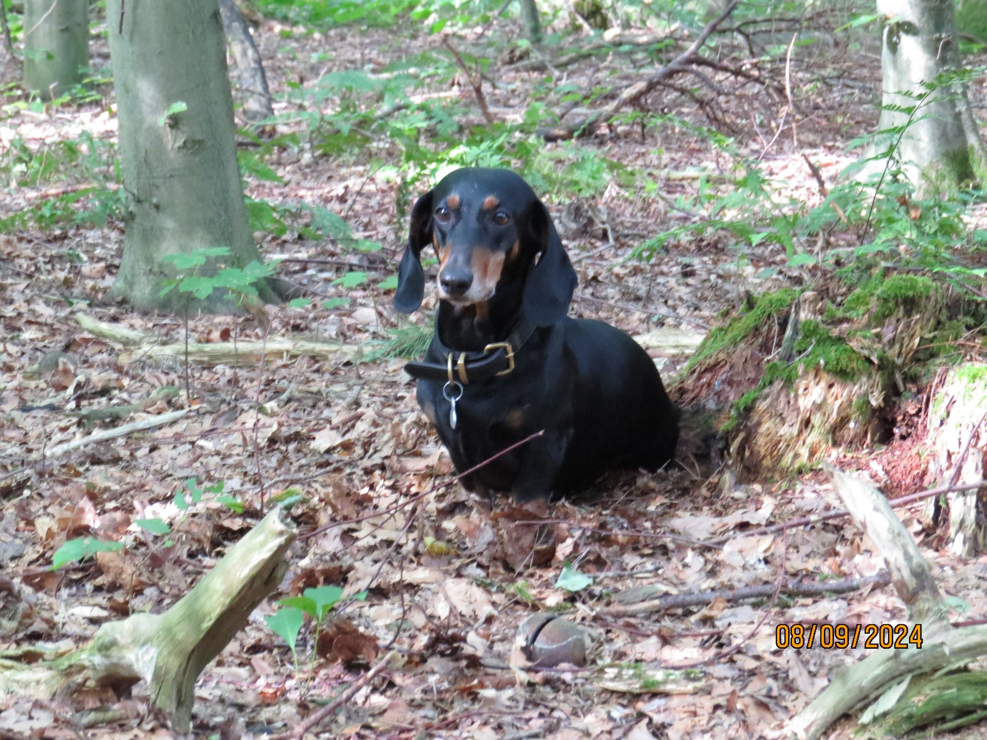 Bild von Hund 58