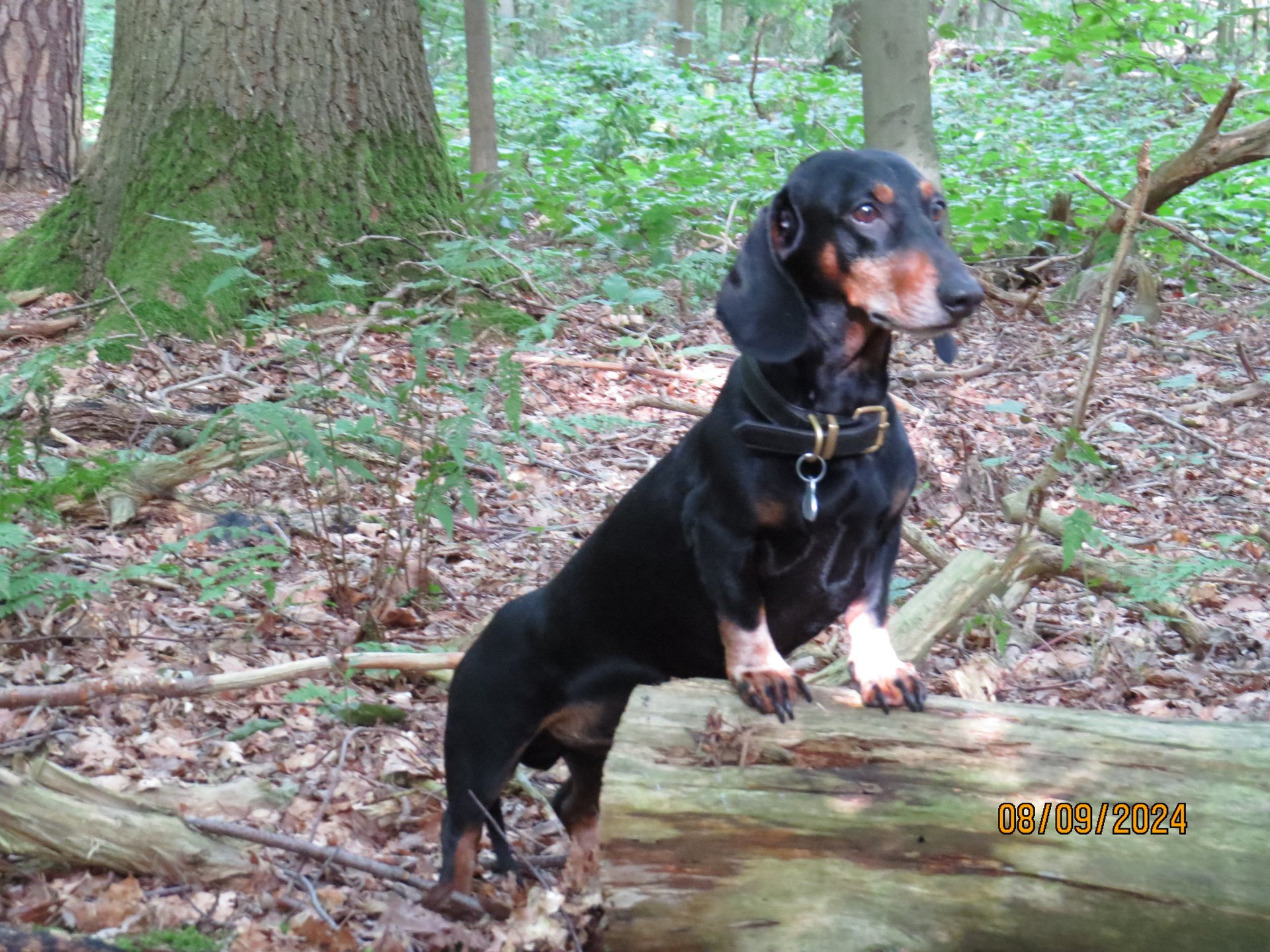 Bild von Hund 16