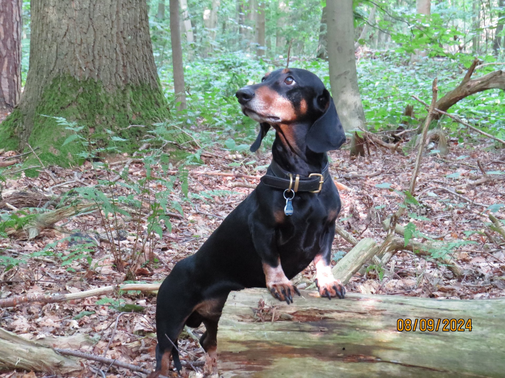 Bild von Hund 11