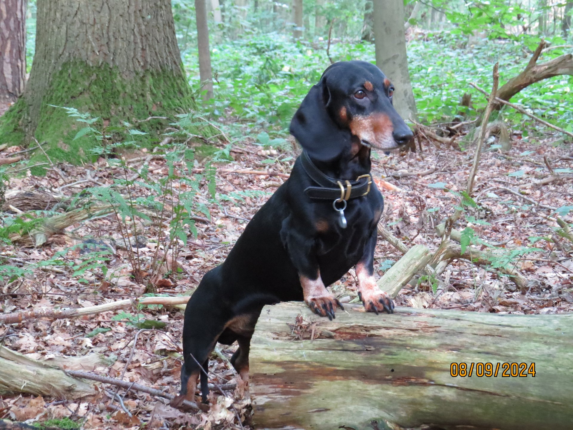 Bild von Hund 24