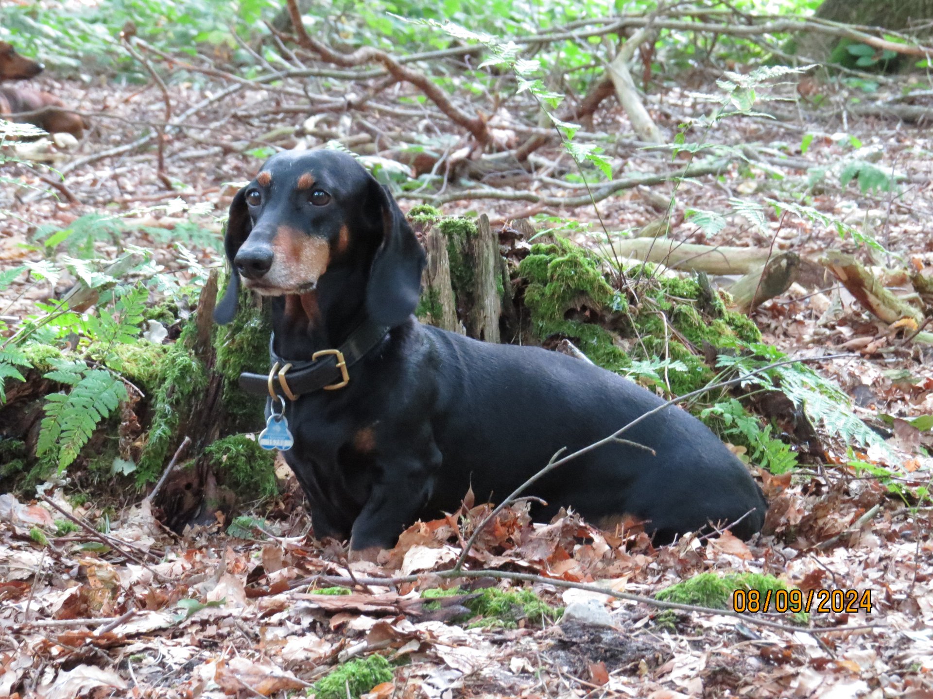 Bild von Hund 119