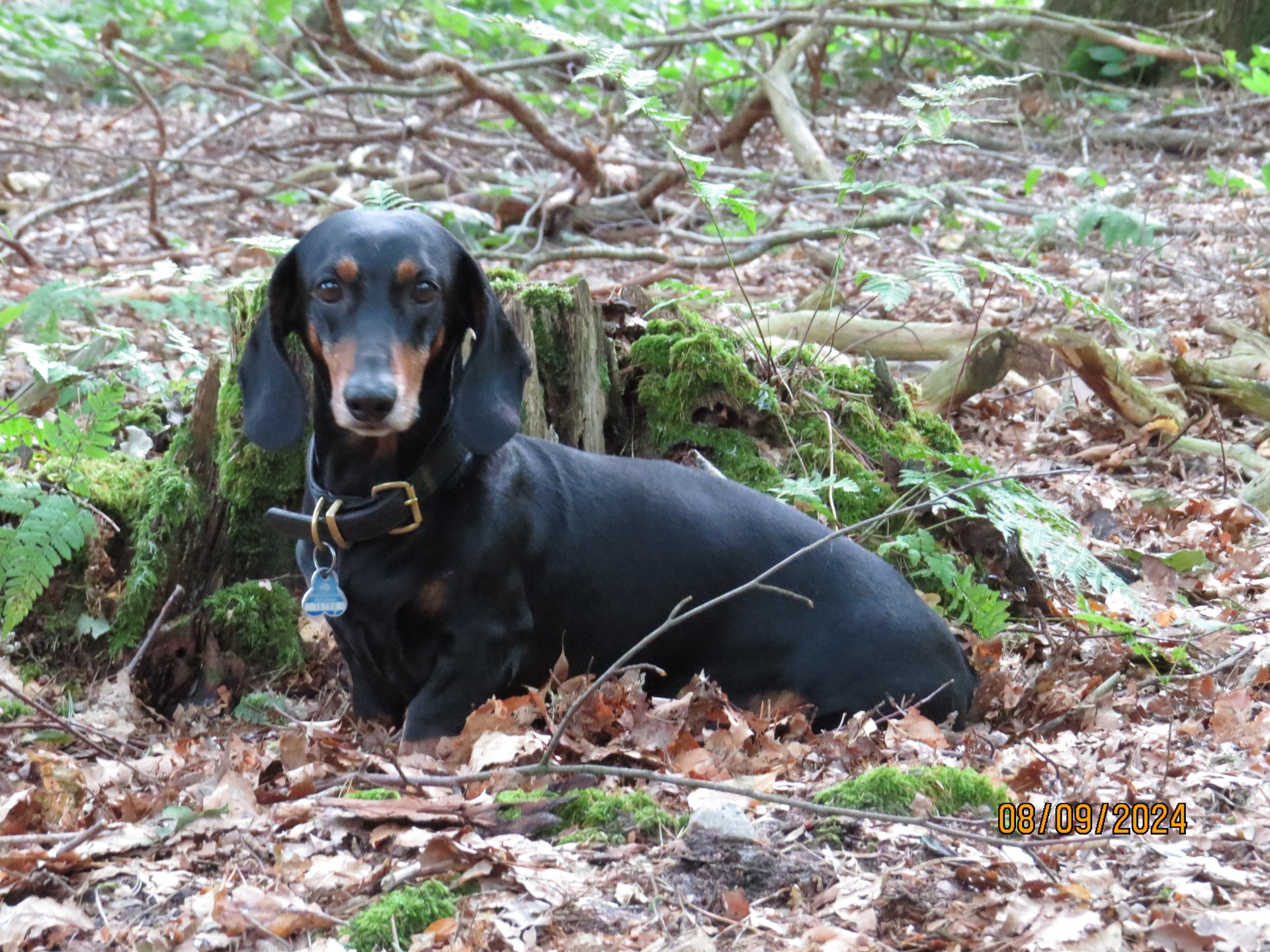 Bild von Hund 89