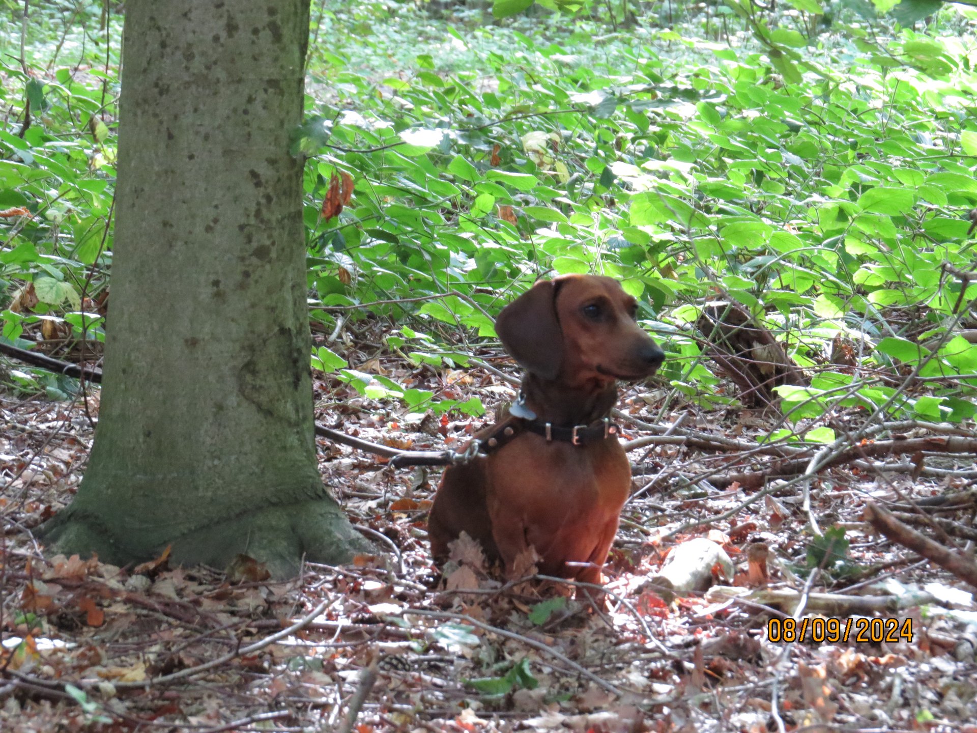 Bild von Hund 104