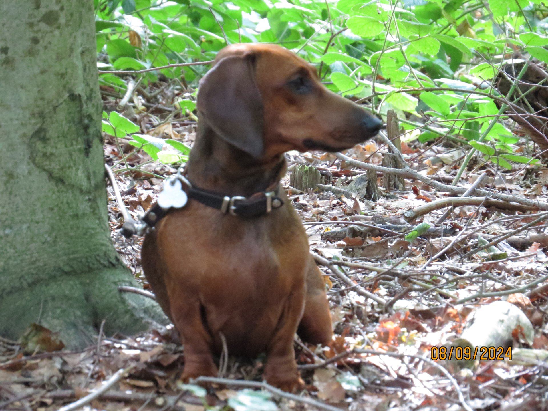 Bild von Hund 82