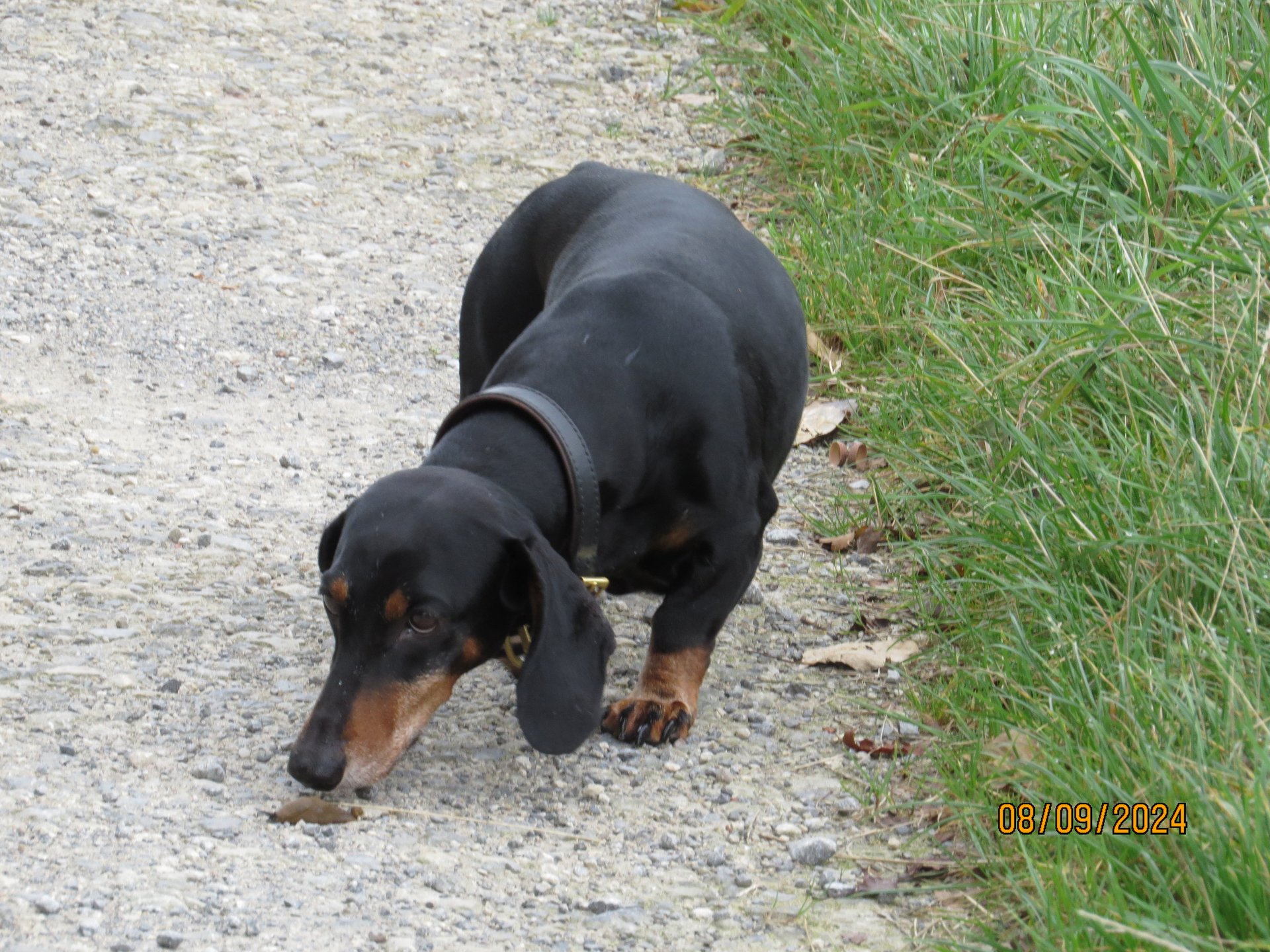 Bild von Hund 33