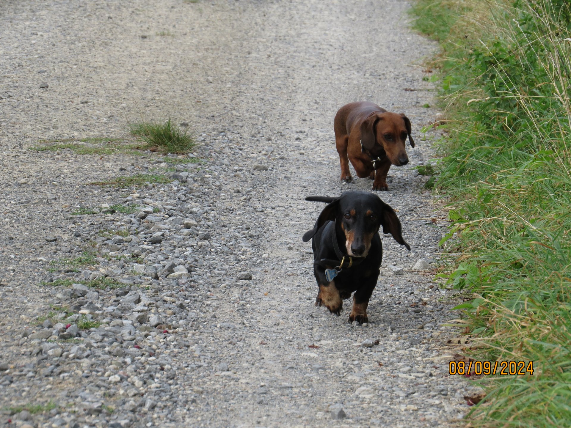 Bild von Hund 42